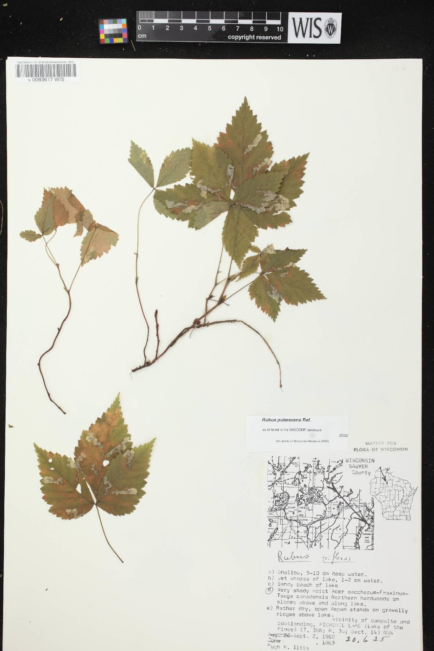 Rubus pubescens image