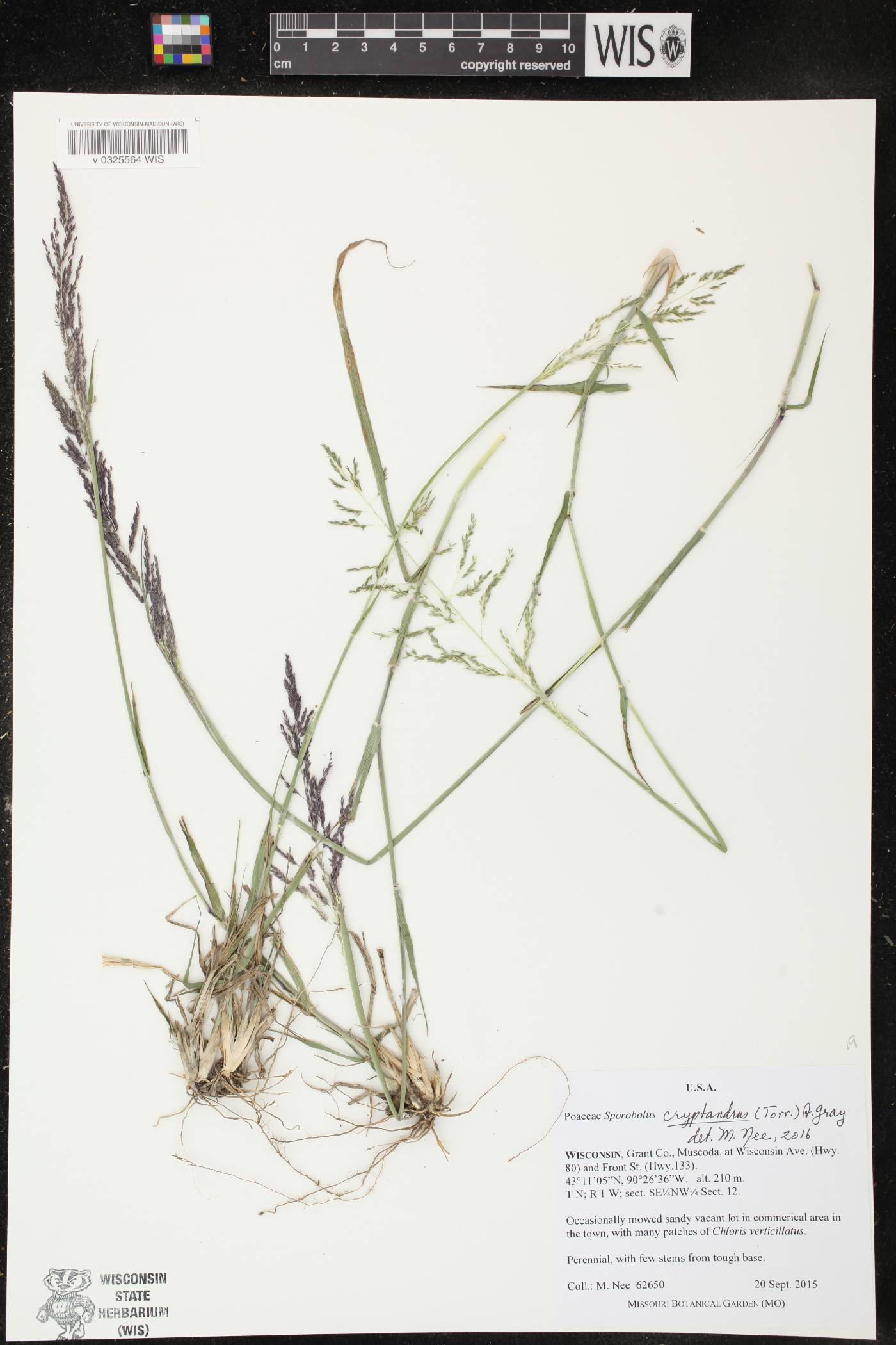 Sporobolus cryptandrus image