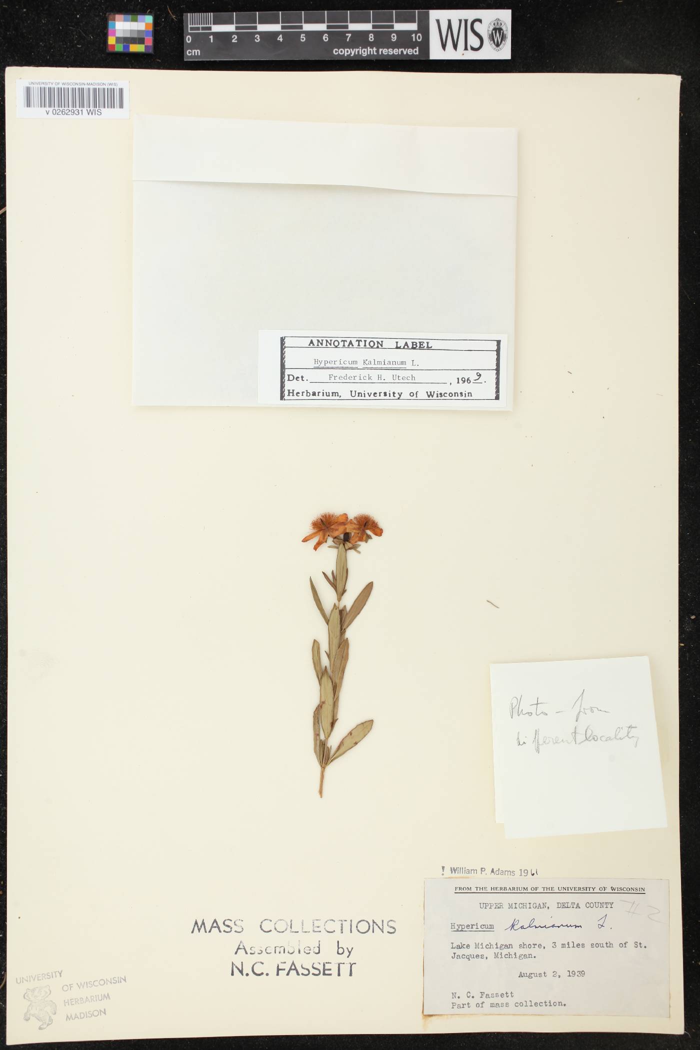Hypericum kalmianum image
