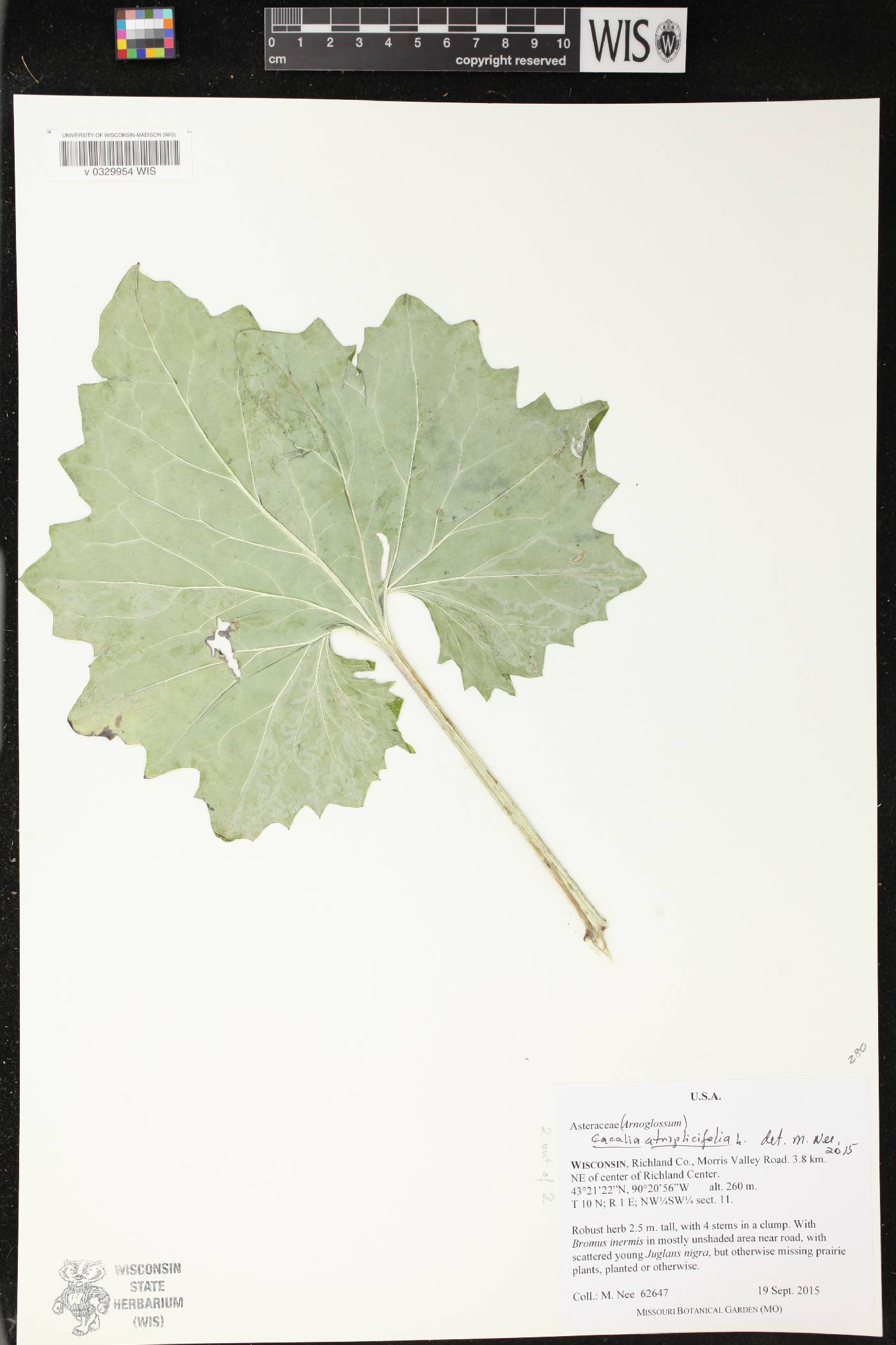 Arnoglossum atriplicifolium image