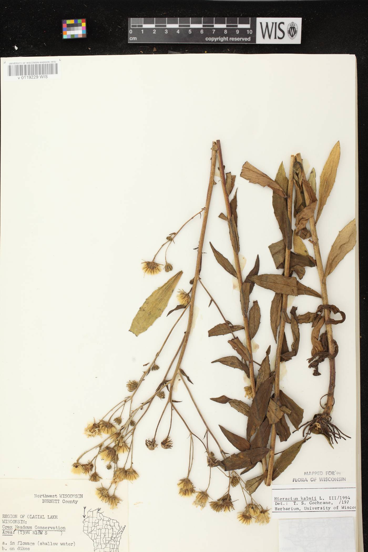 Hieracium umbellatum image