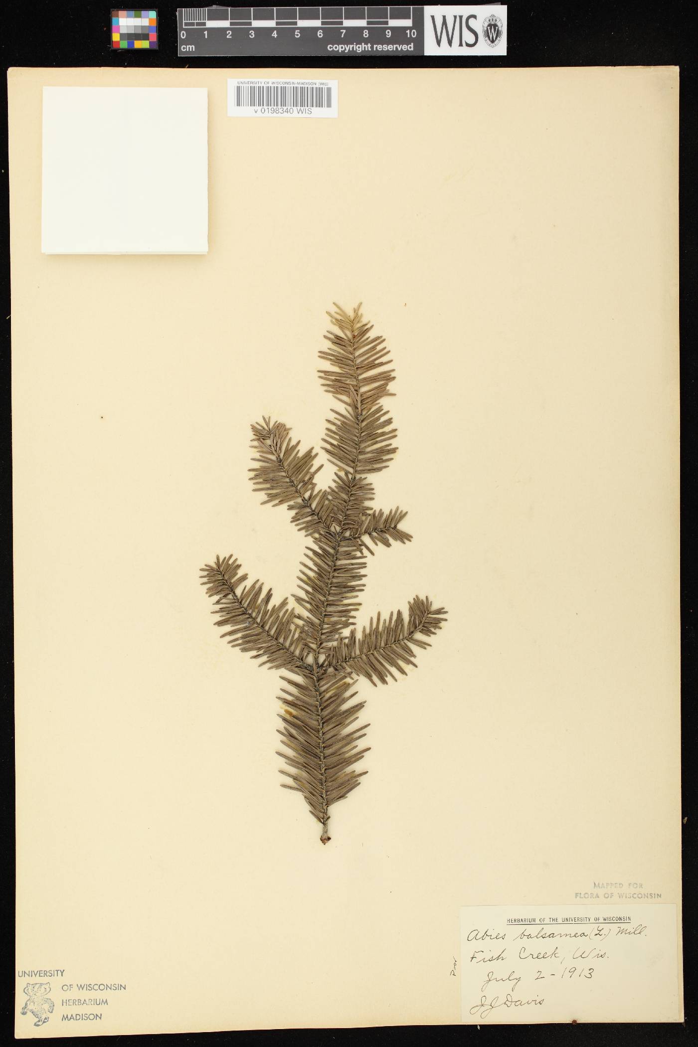 Abies balsamea image