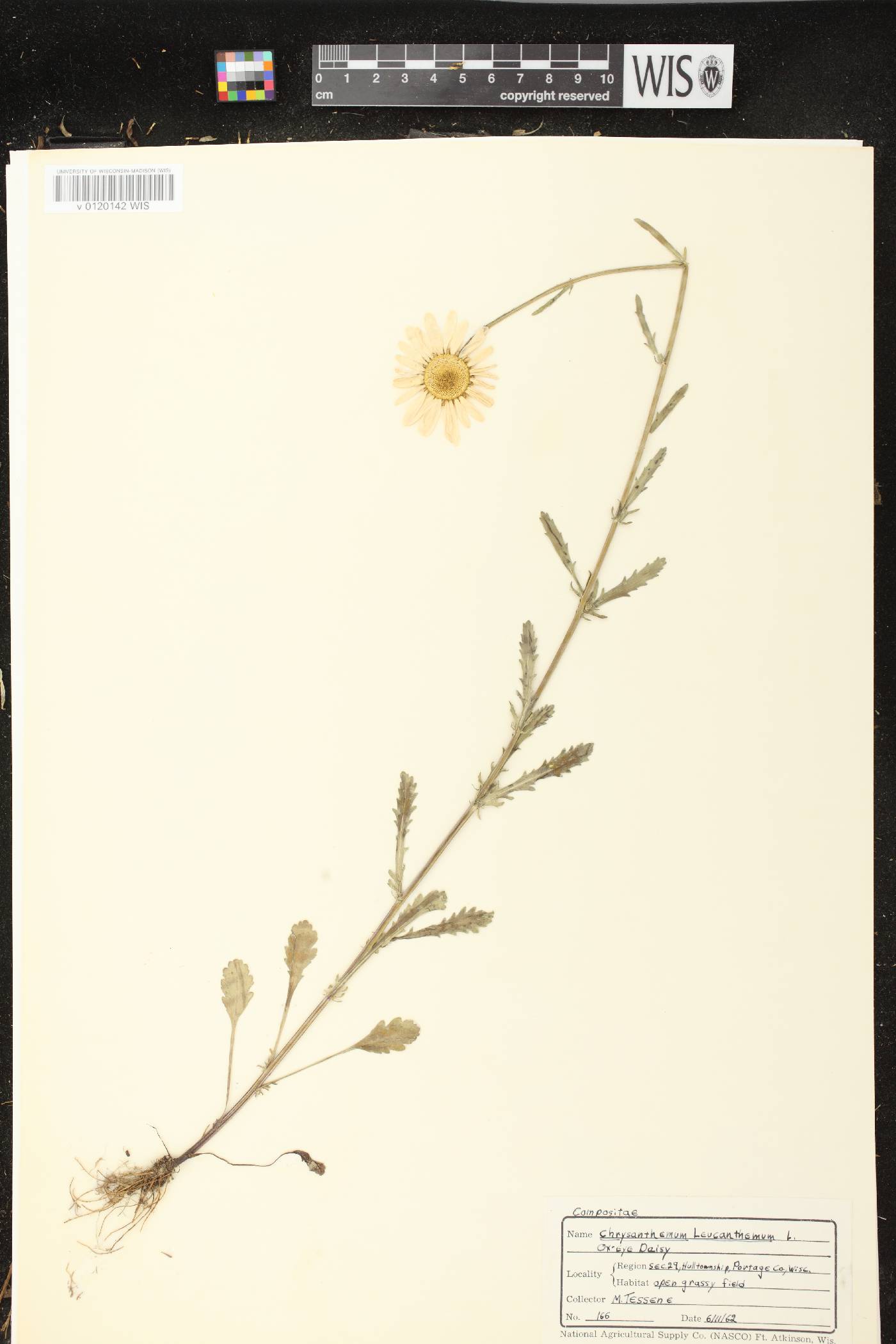 Leucanthemum vulgare image
