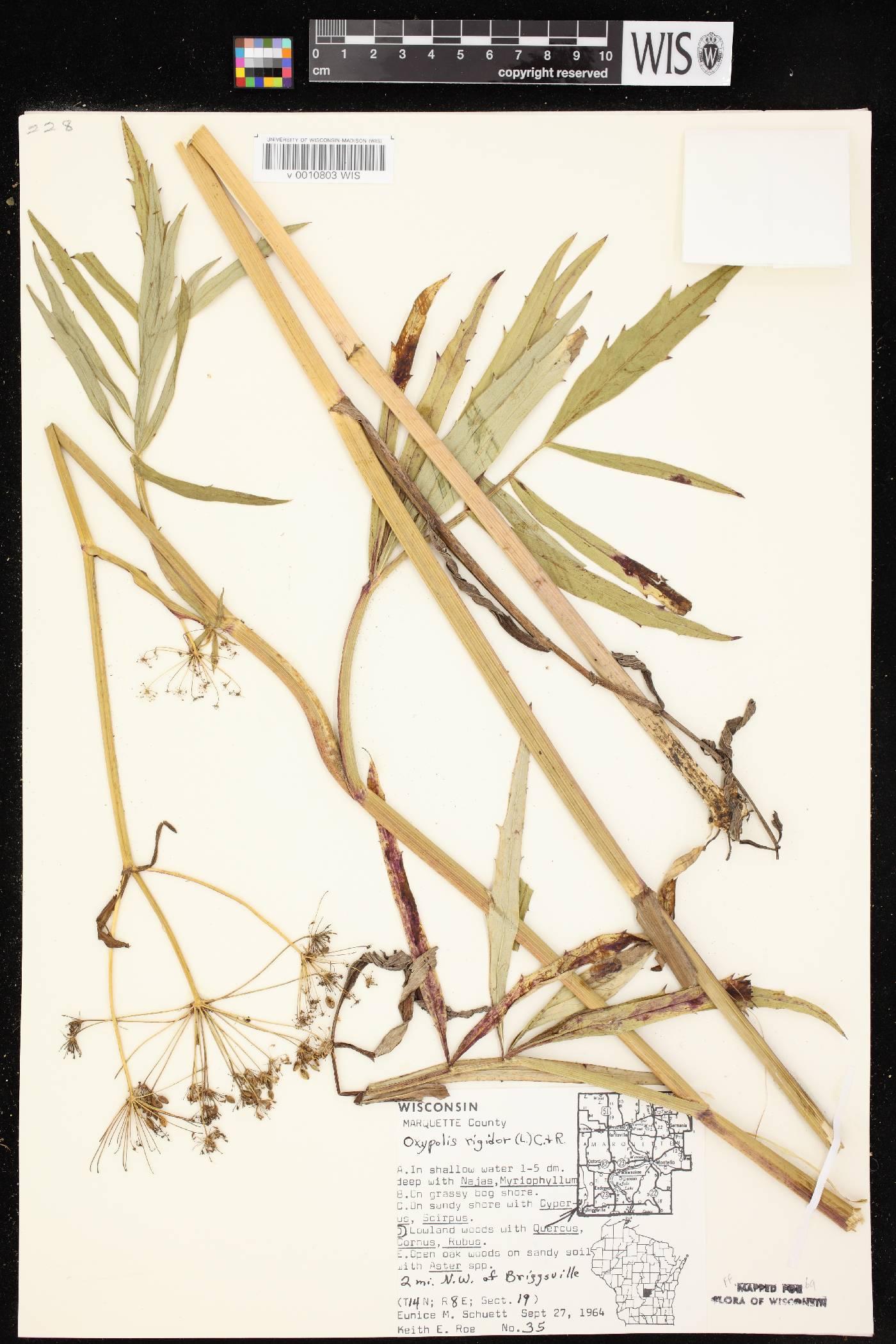 Oxypolis rigidior image