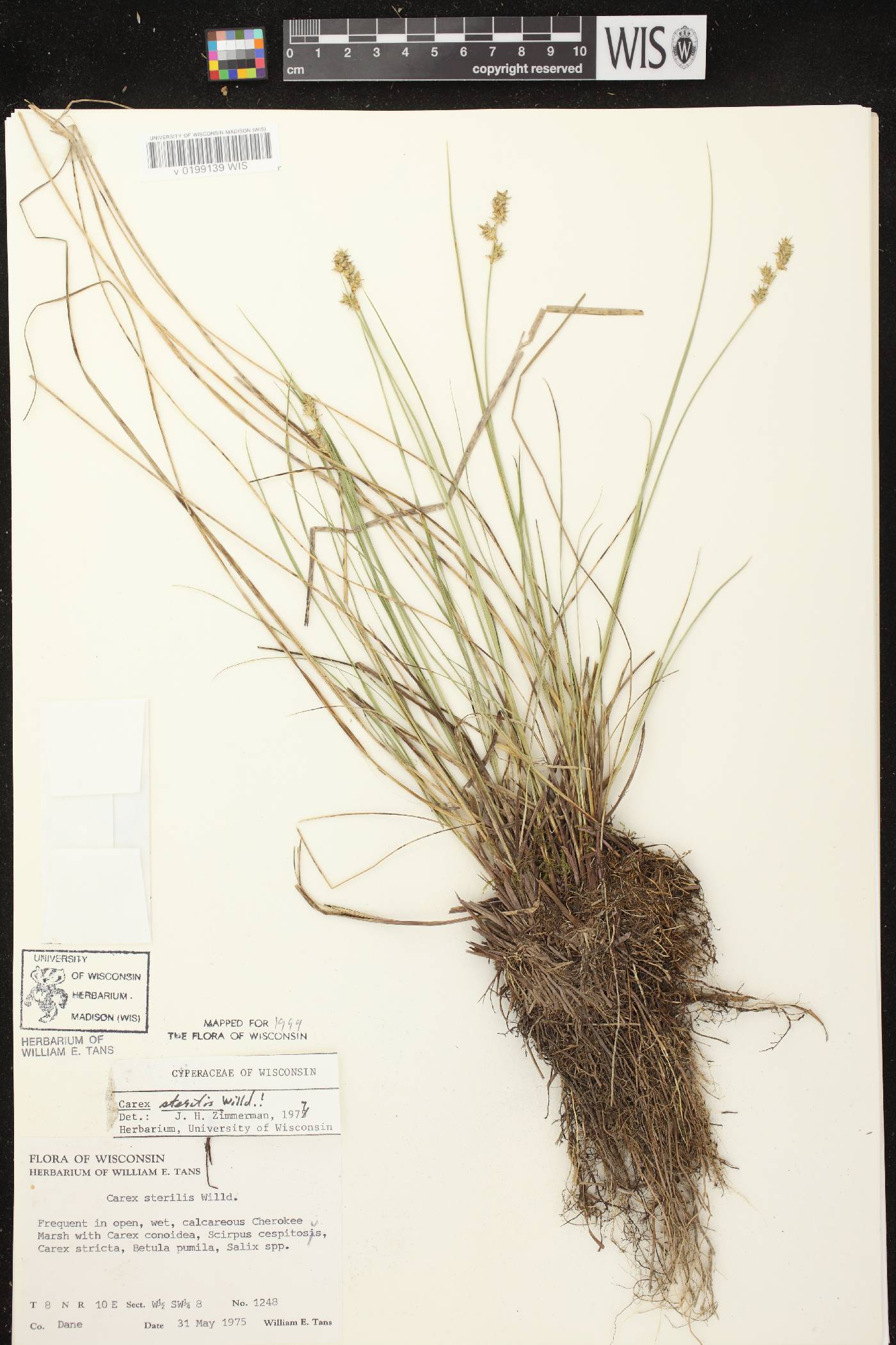 Carex sterilis image