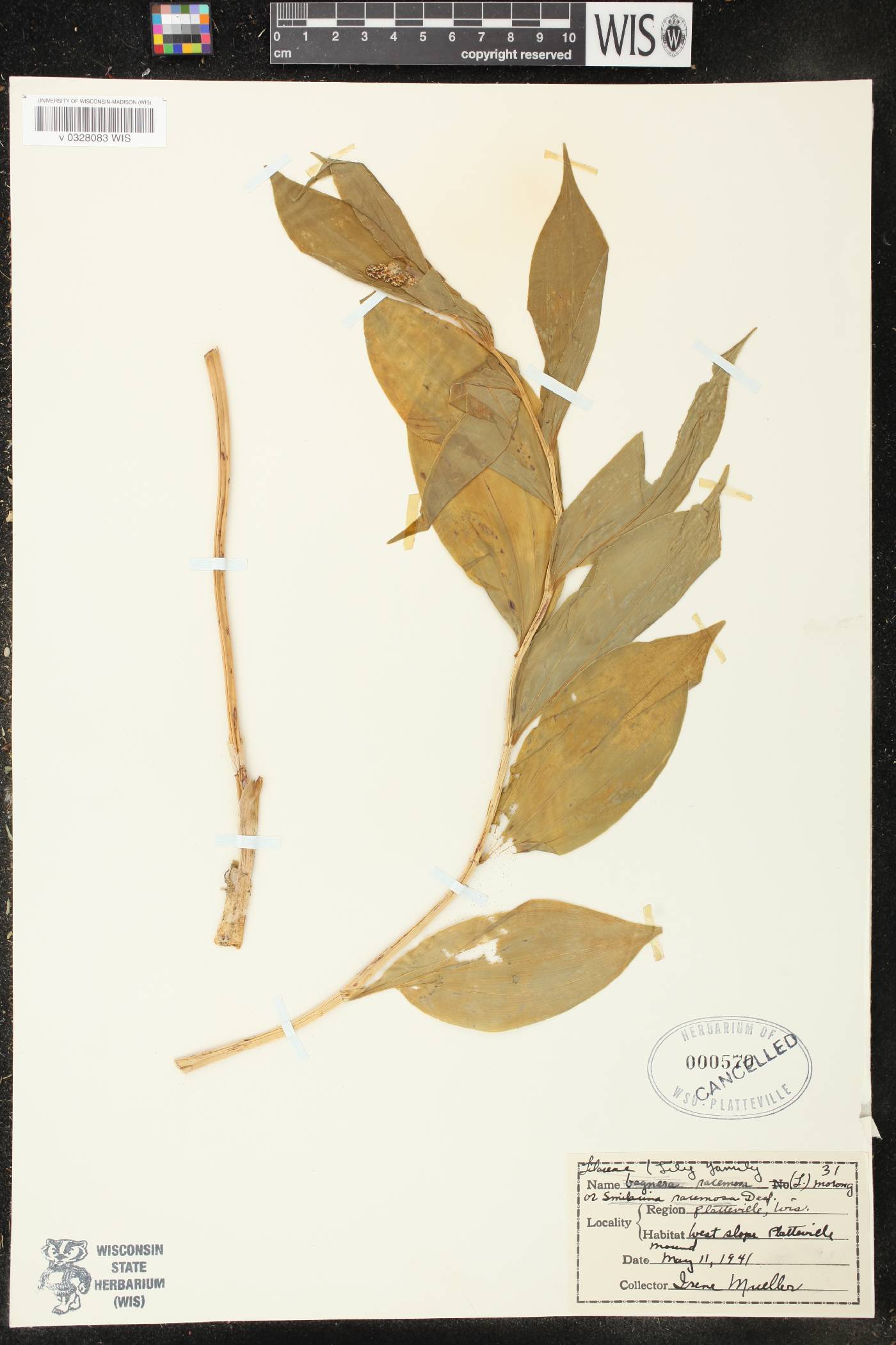 Maianthemum racemosum image
