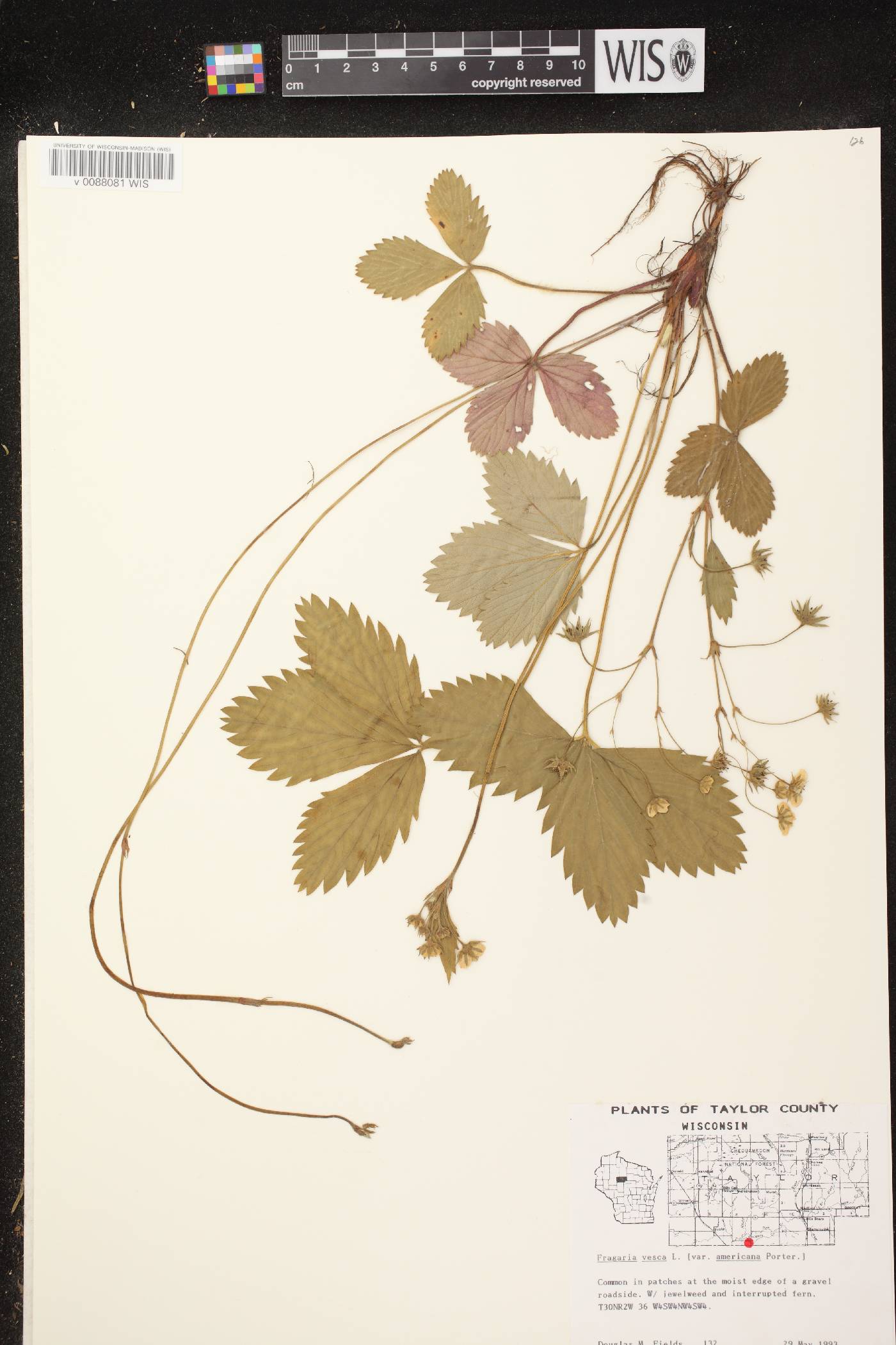 Fragaria vesca subsp. americana image