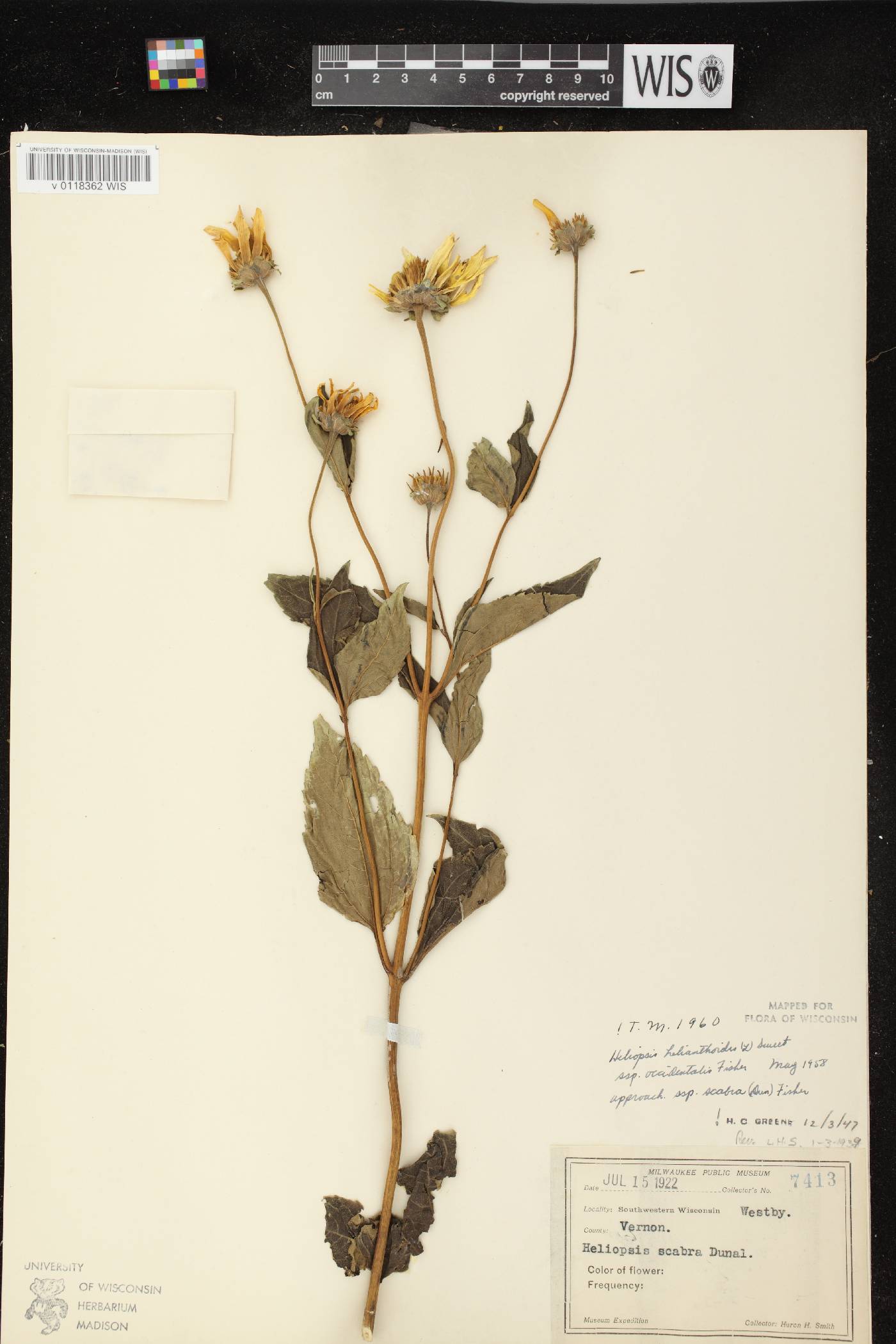 Heliopsis helianthoides image