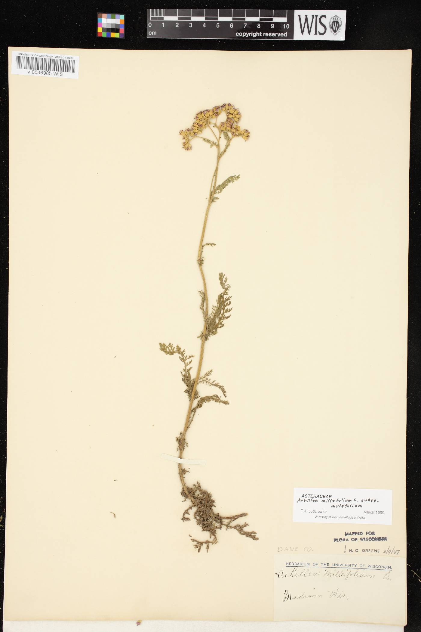 Achillea millefolium image