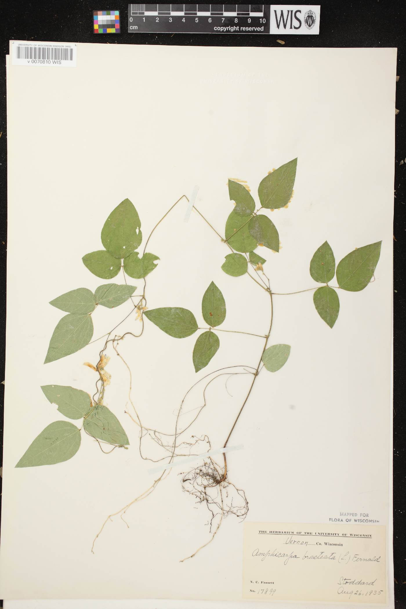 Amphicarpaea bracteata image
