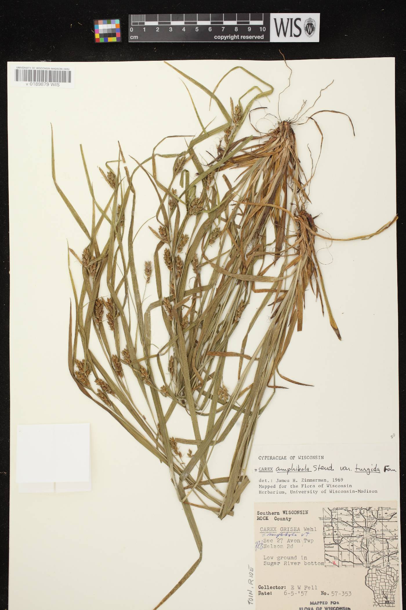 Carex grisea image