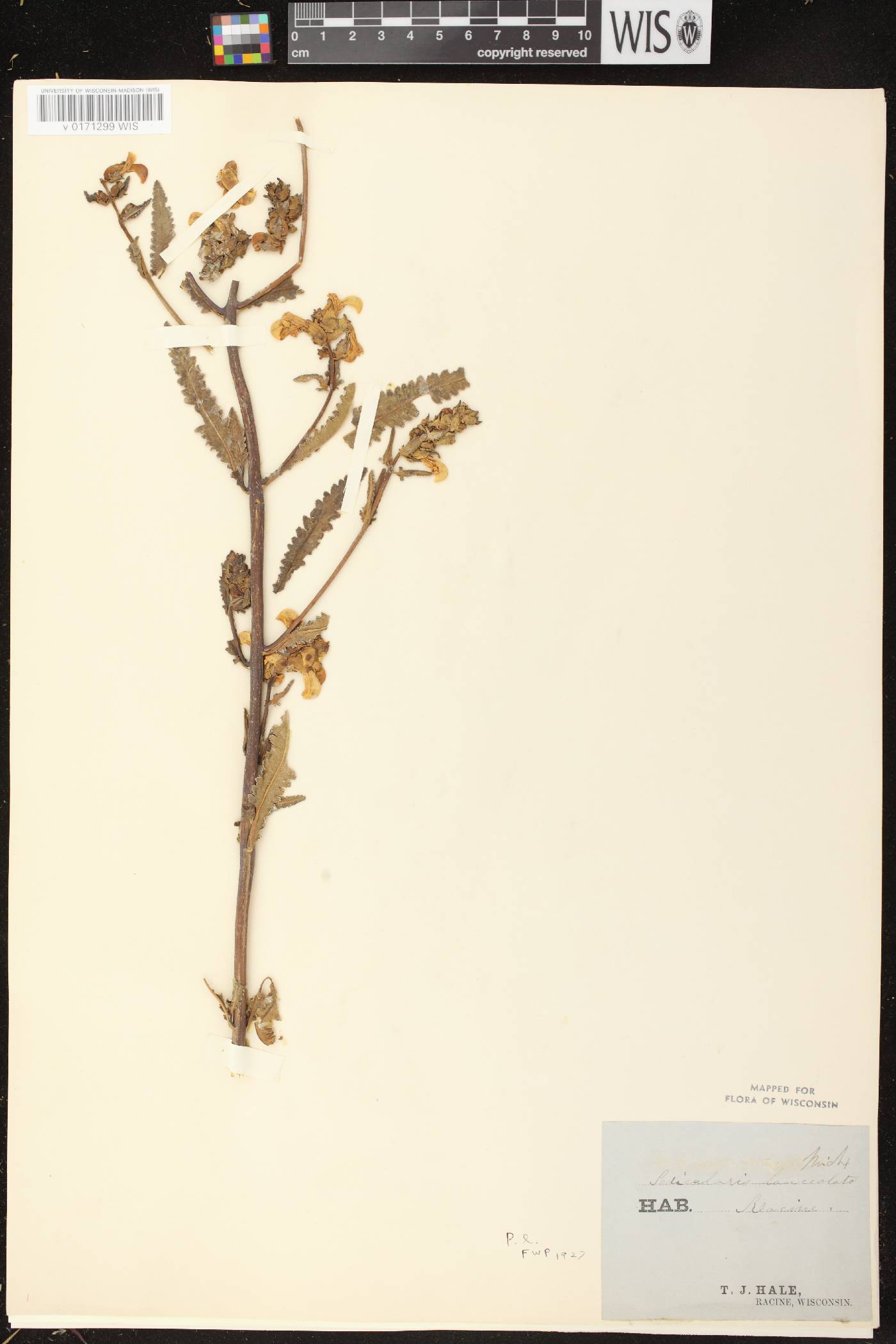 Pedicularis lanceolata image