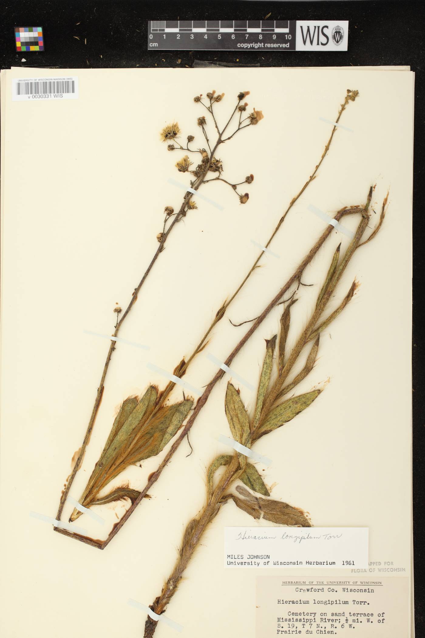 Hieracium longipilum image