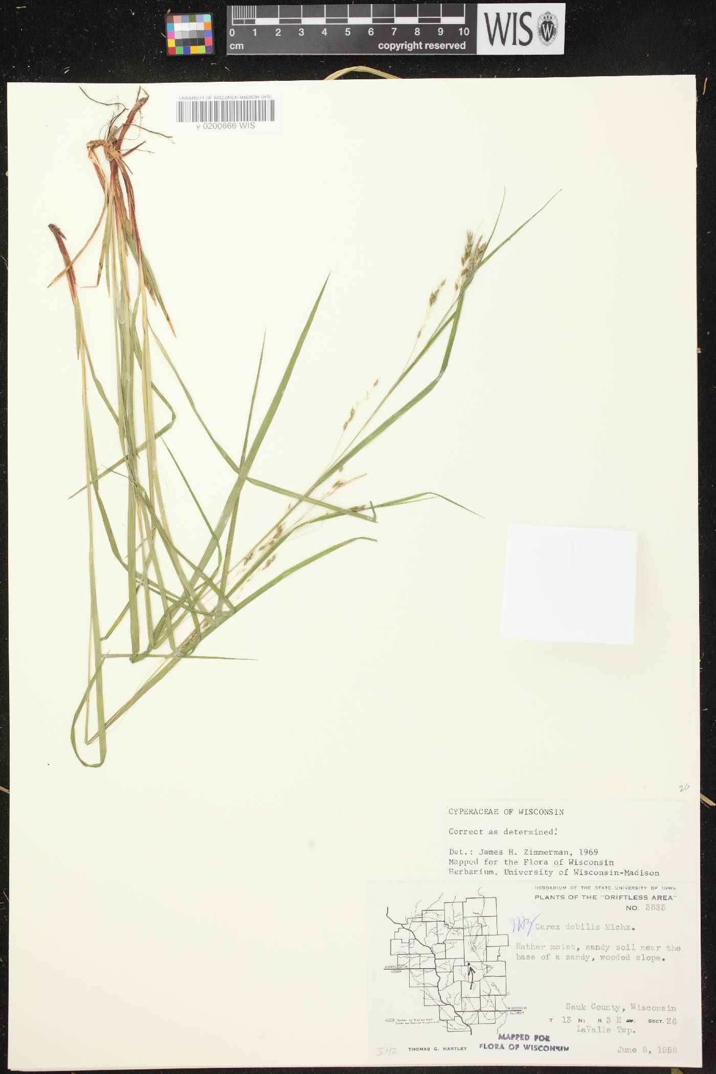 Carex debilis var. rudgei image