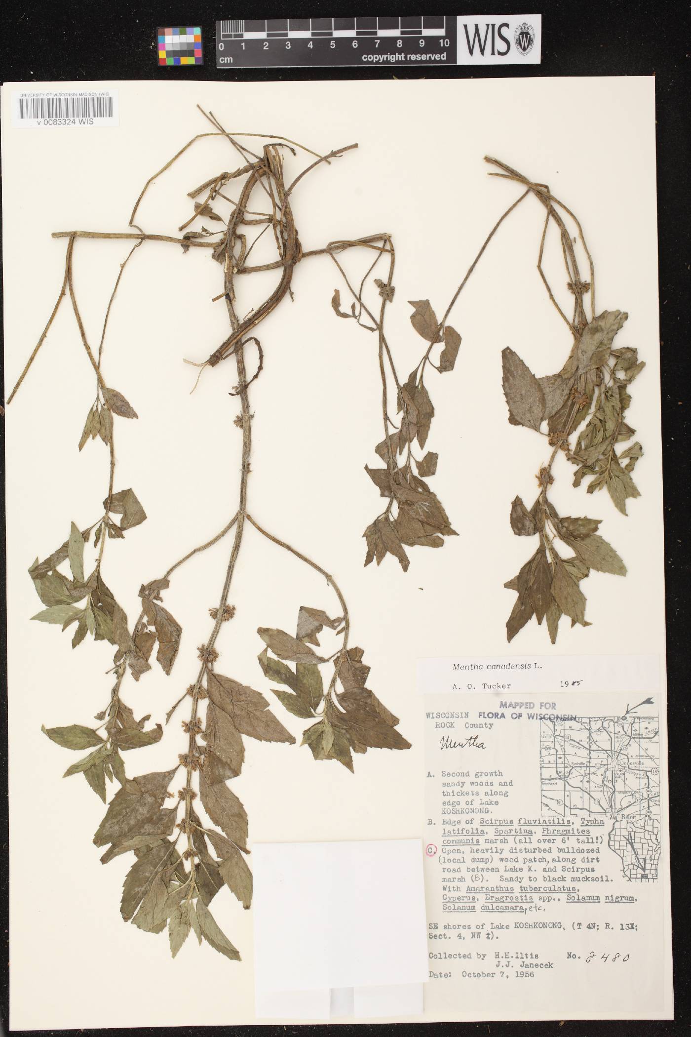 Mentha canadensis image