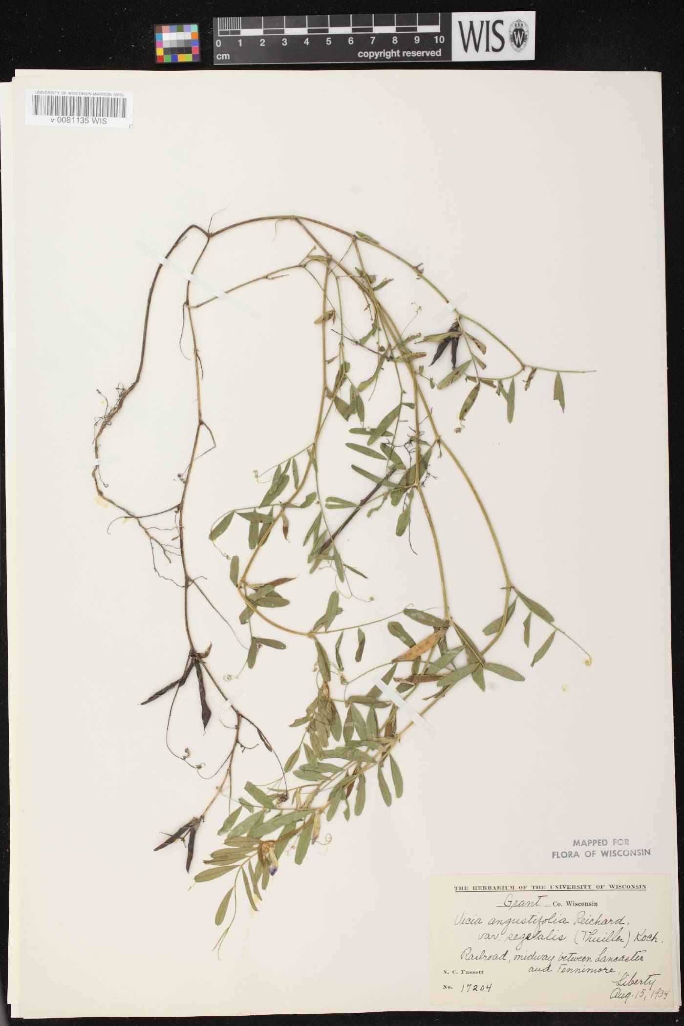 Vicia sativa subsp. nigra image