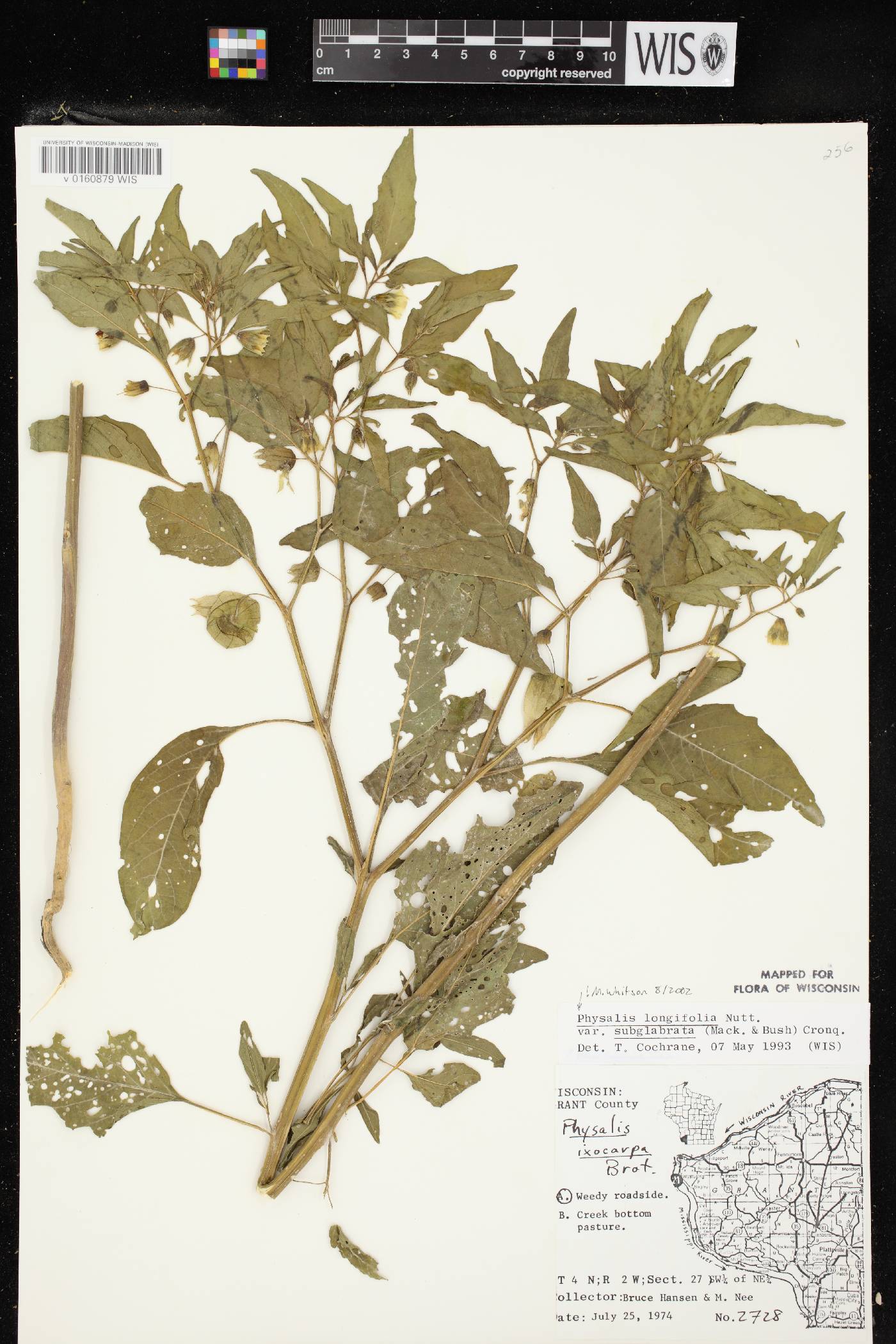 Physalis longifolia image