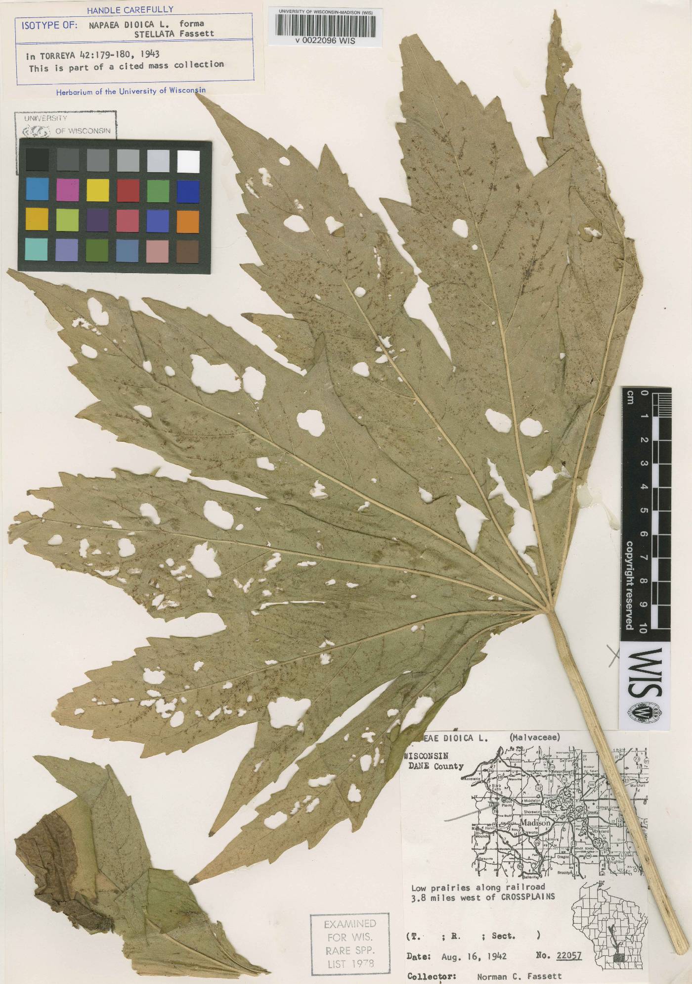 Napaea dioica image