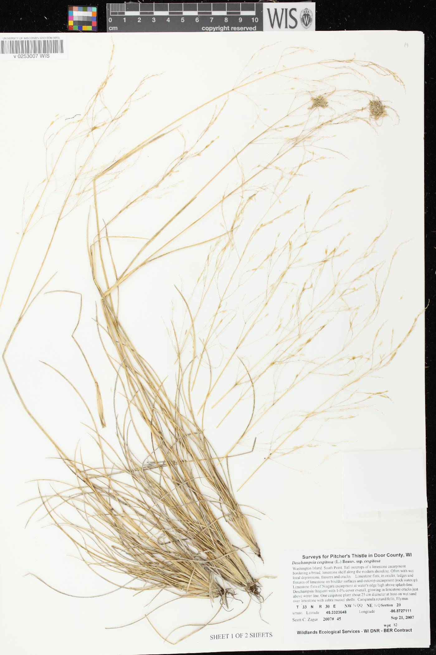 Deschampsia cespitosa image