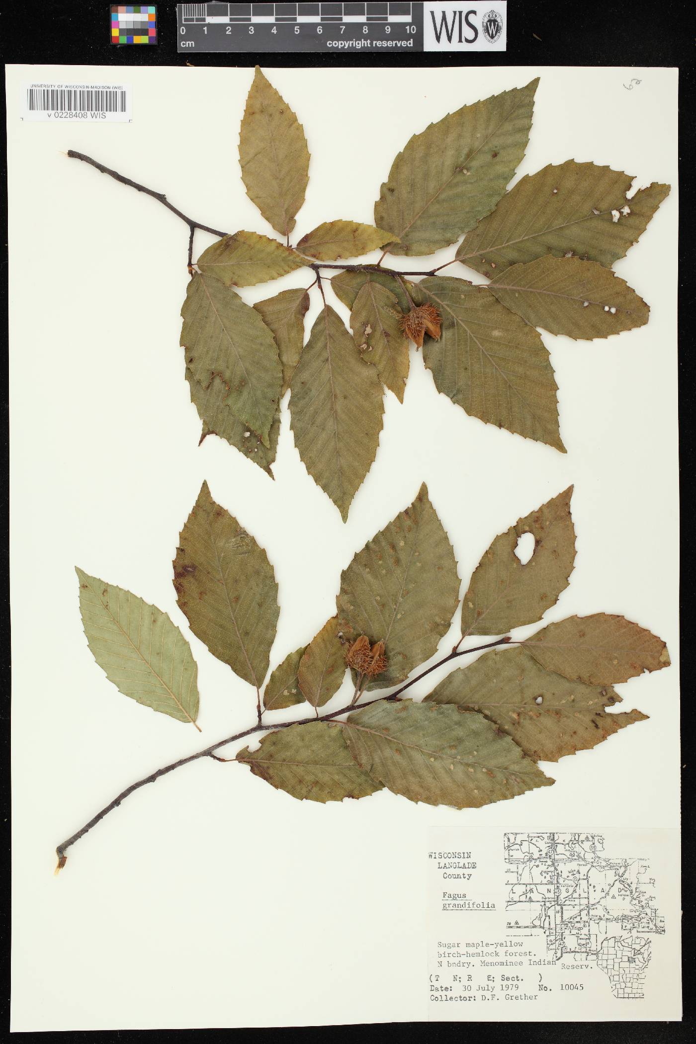 Fagus grandifolia image