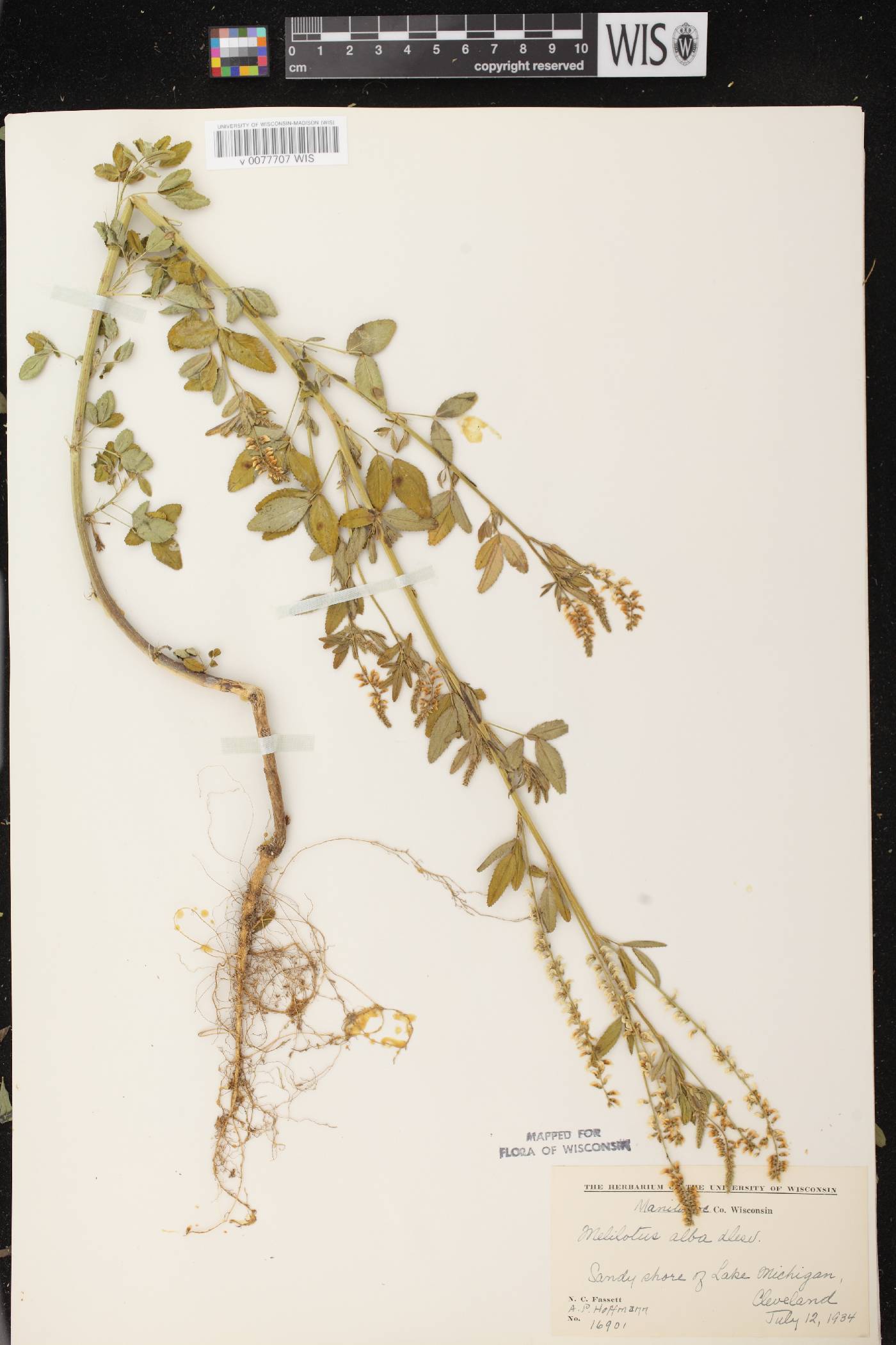 Melilotus albus image