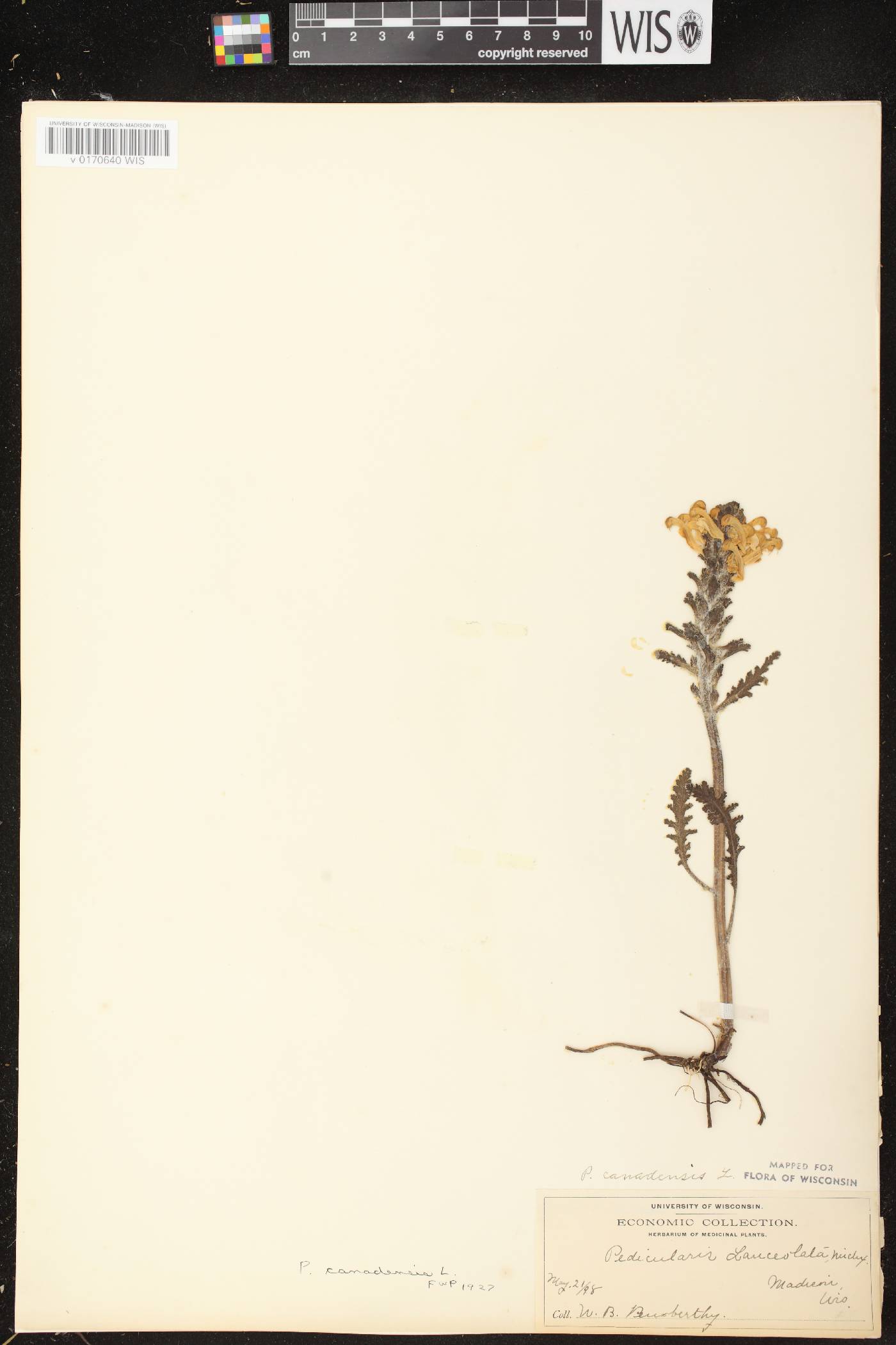 Pedicularis canadensis subsp. canadensis image