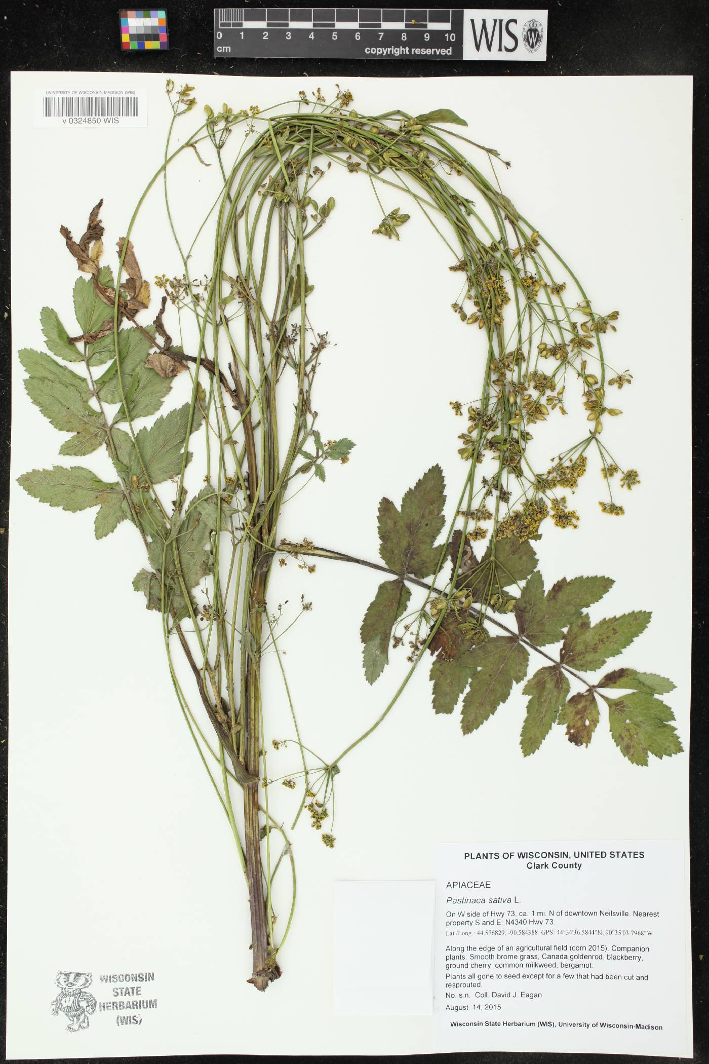 Pastinaca sativa image