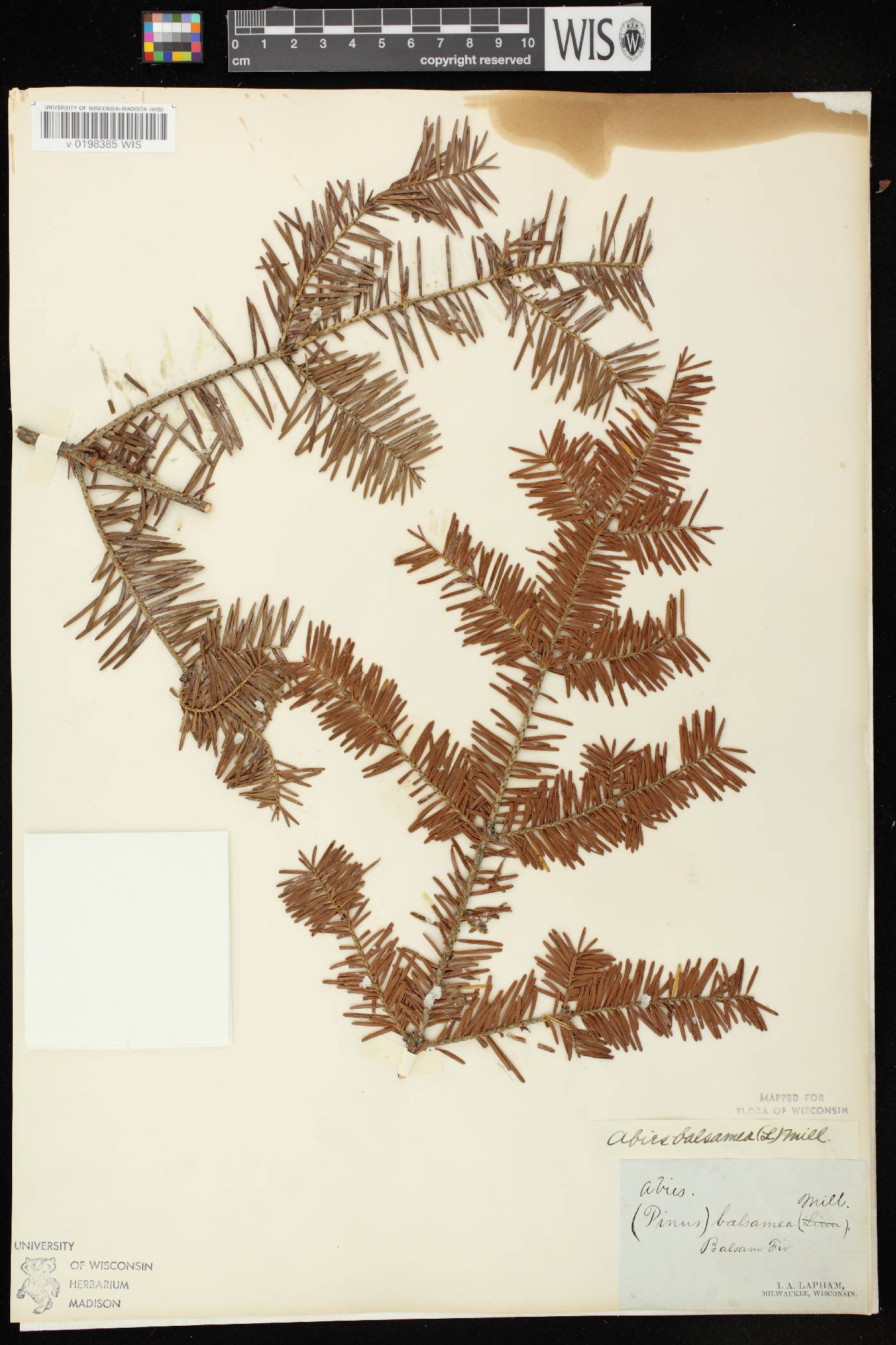 Abies balsamea image