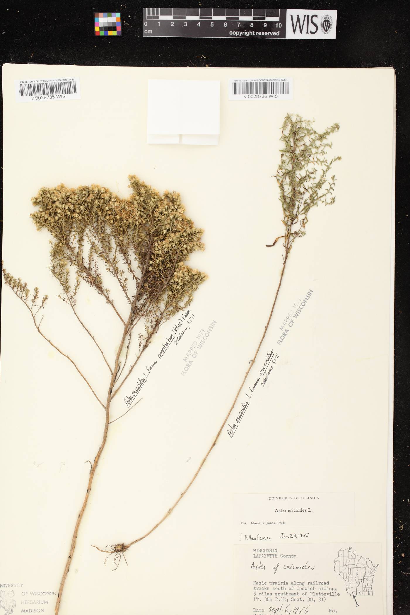 Symphyotrichum ericoides image