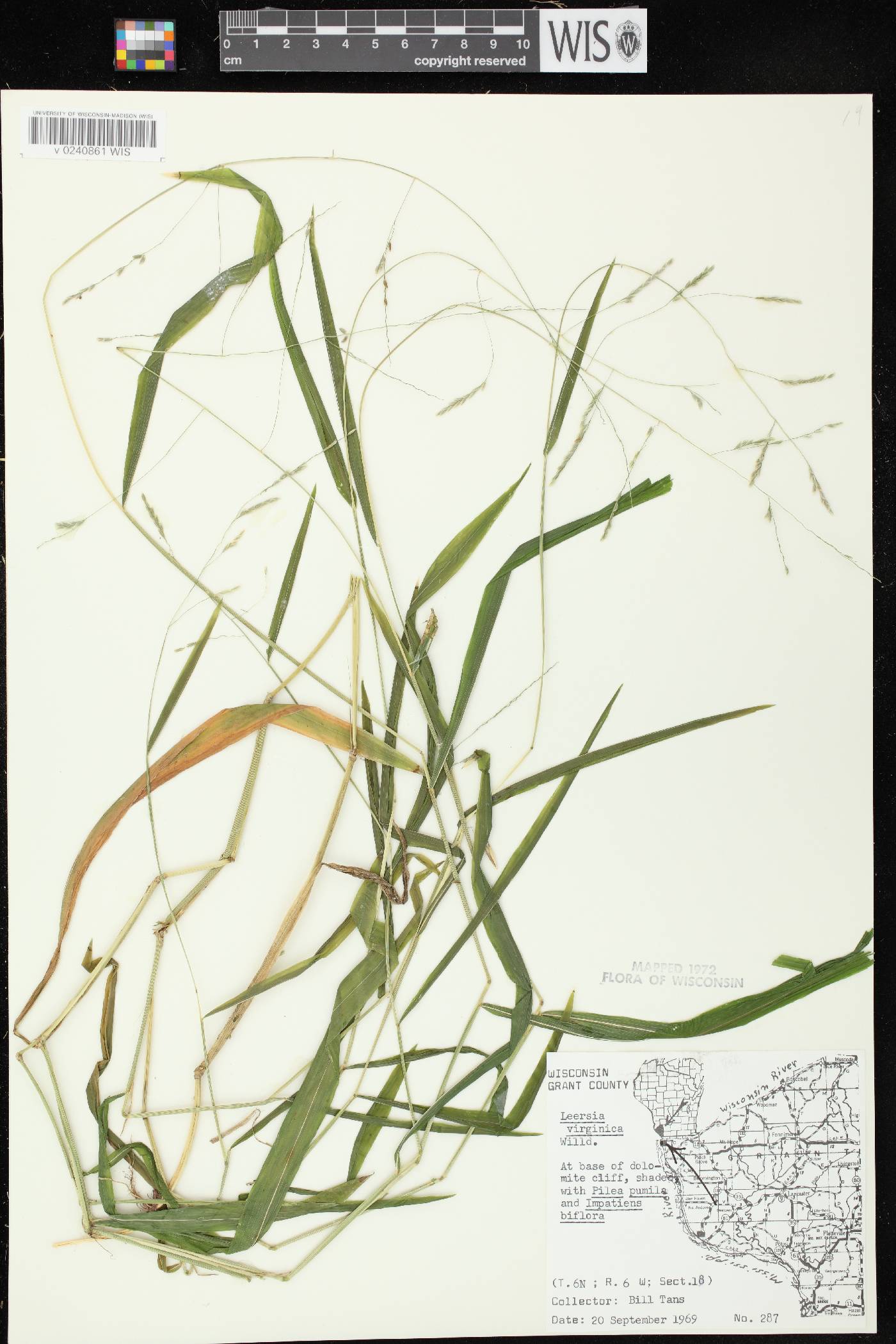 Leersia virginica image