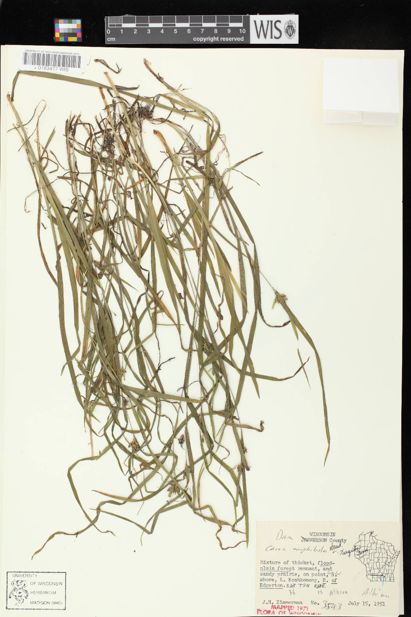 Carex grisea image