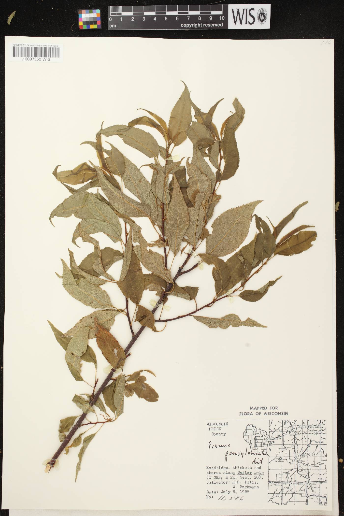 Prunus pensylvanica image