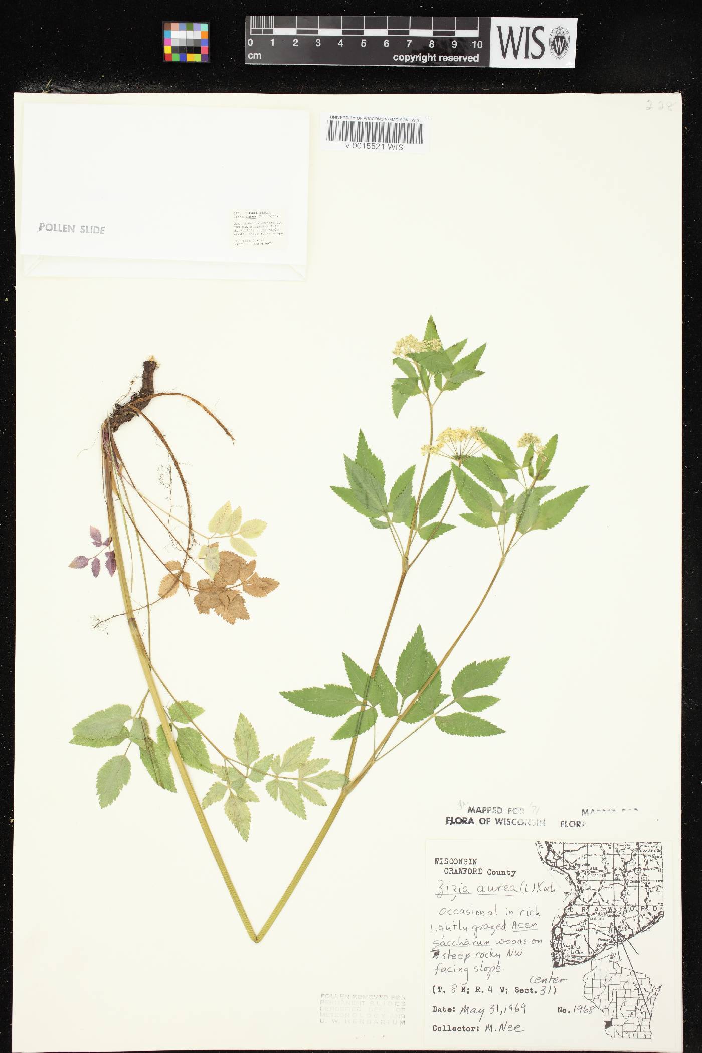 Zizia aurea image
