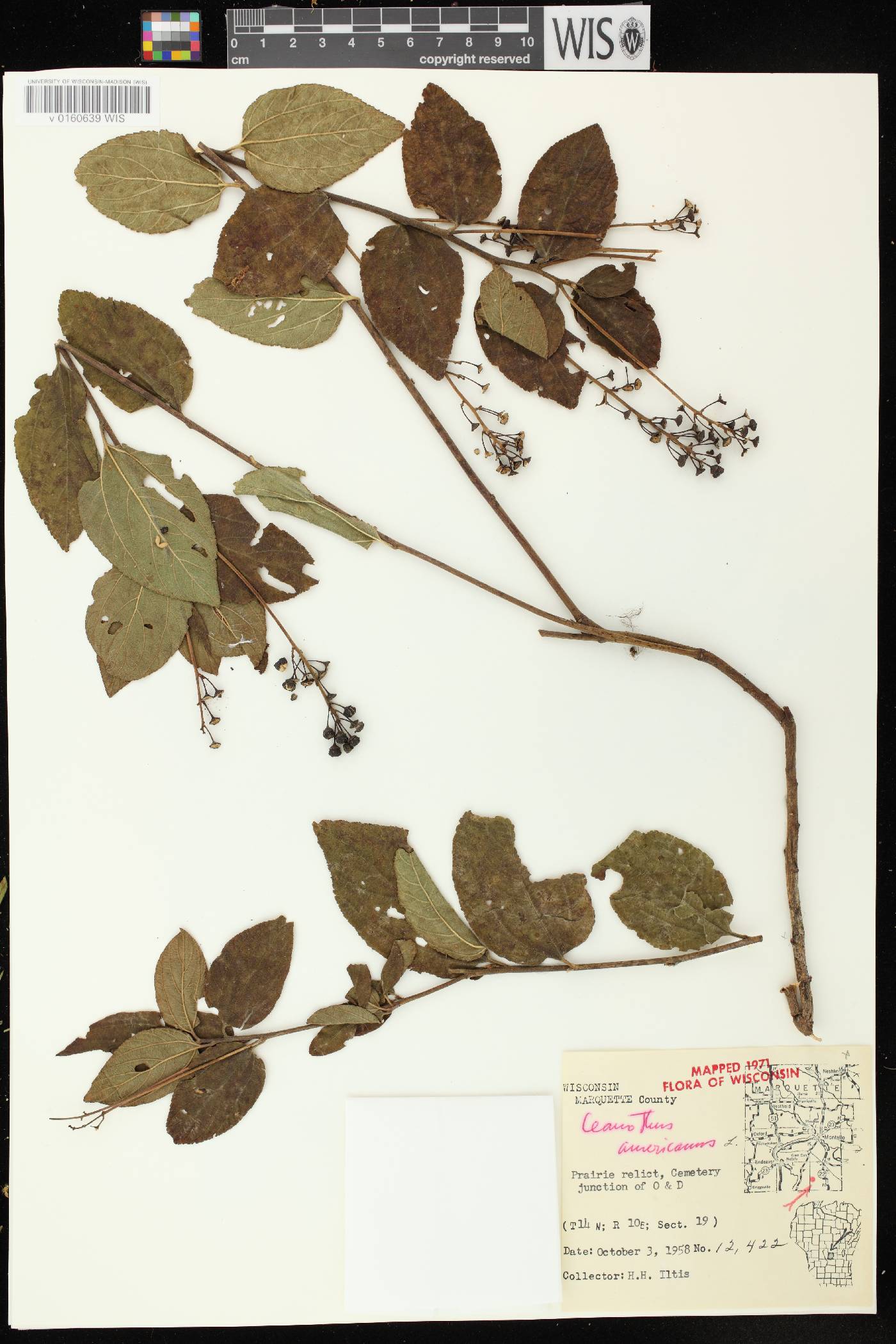 Ceanothus americanus image