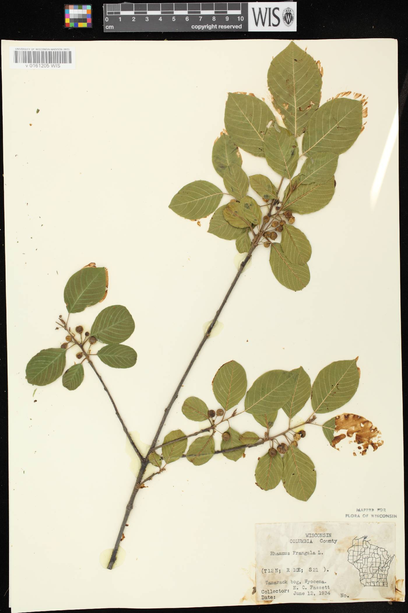 Frangula alnus image