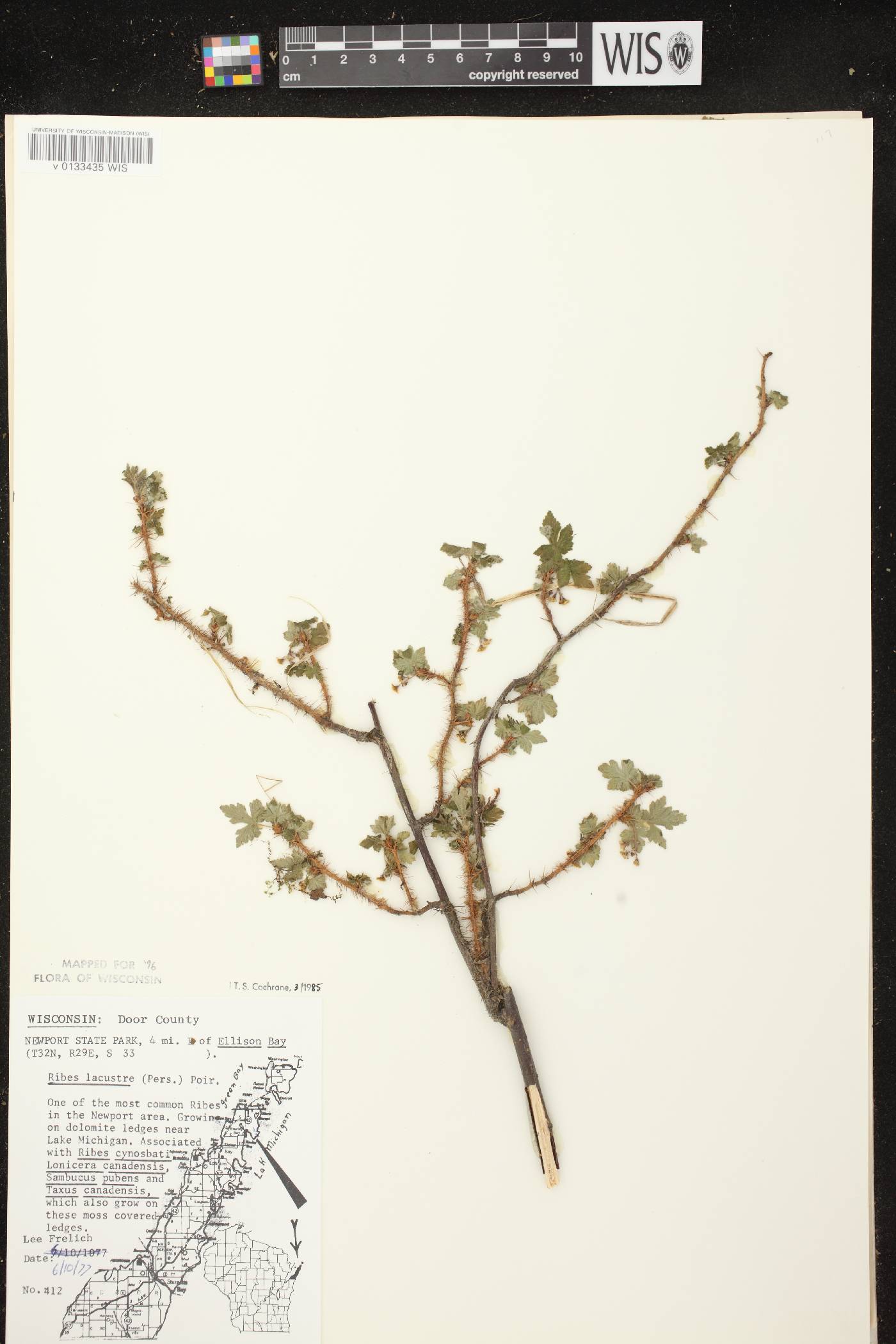 Ribes lacustre image