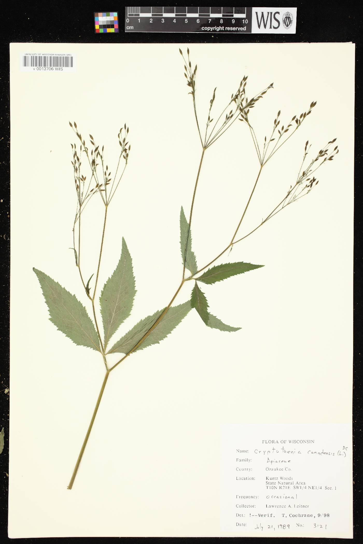 Cryptotaenia canadensis image