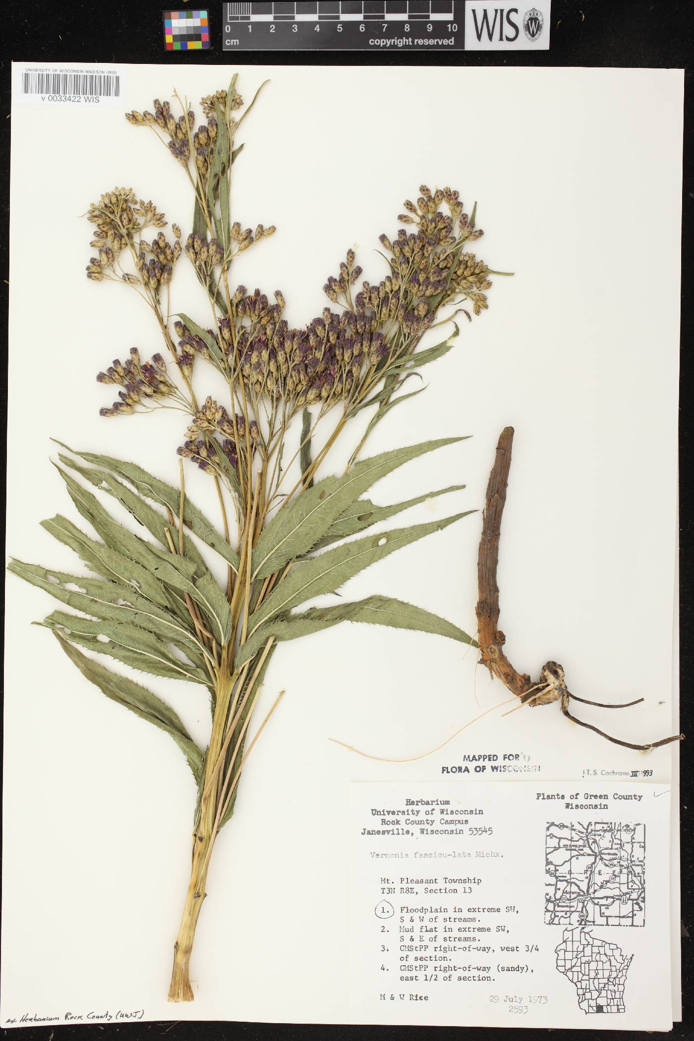 Vernonia fasciculata image