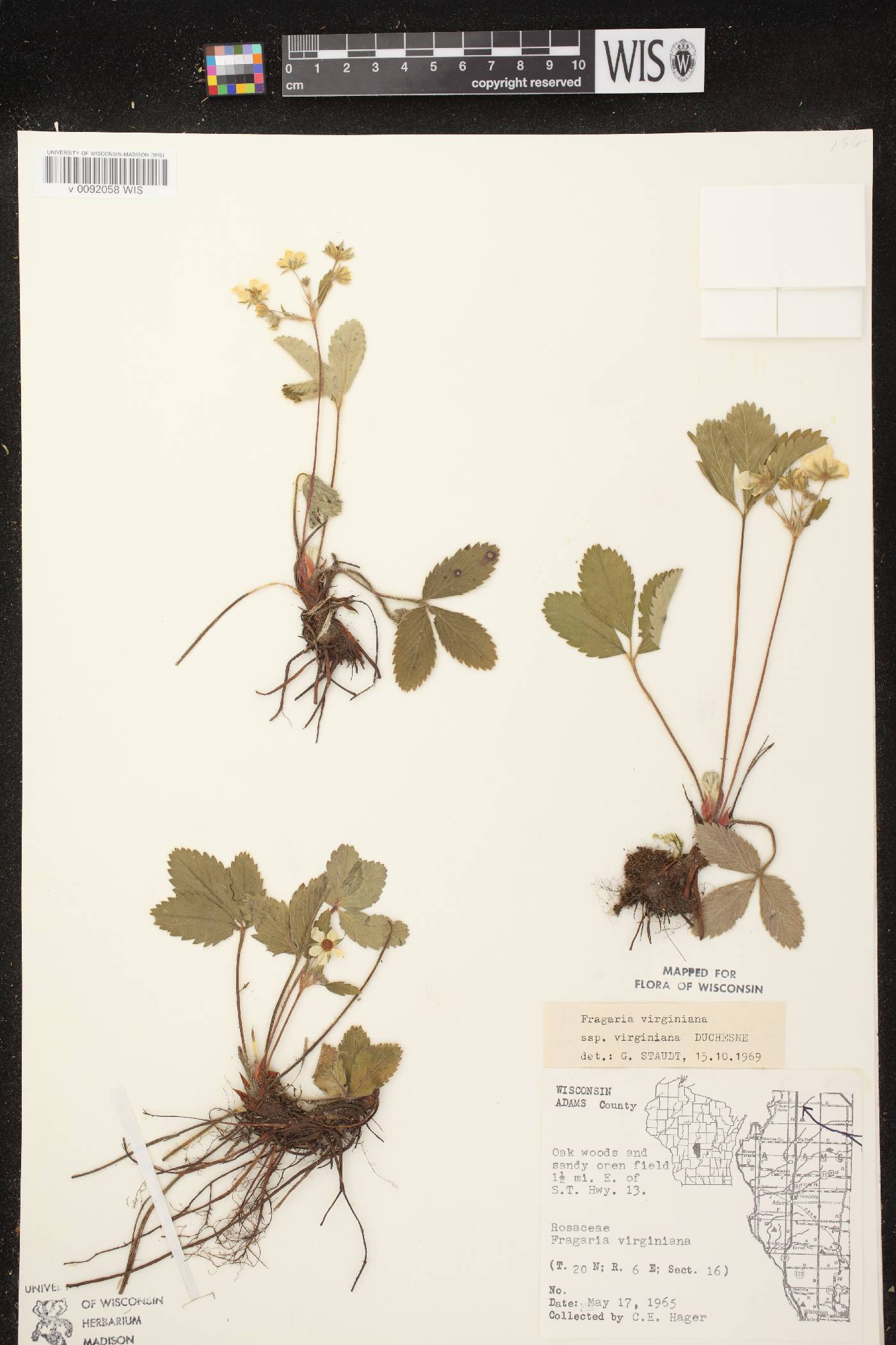 Fragaria virginiana image