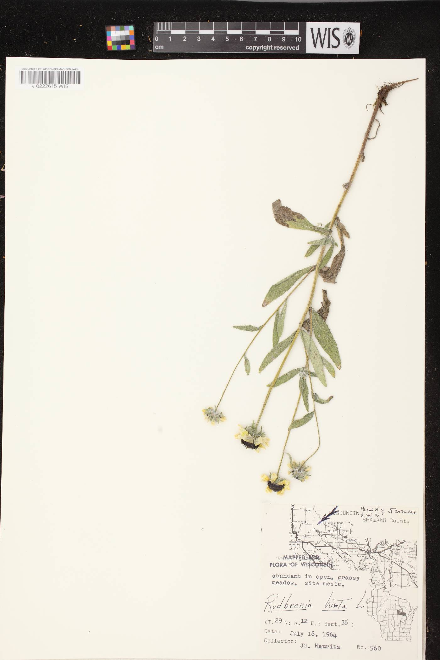Rudbeckia hirta image