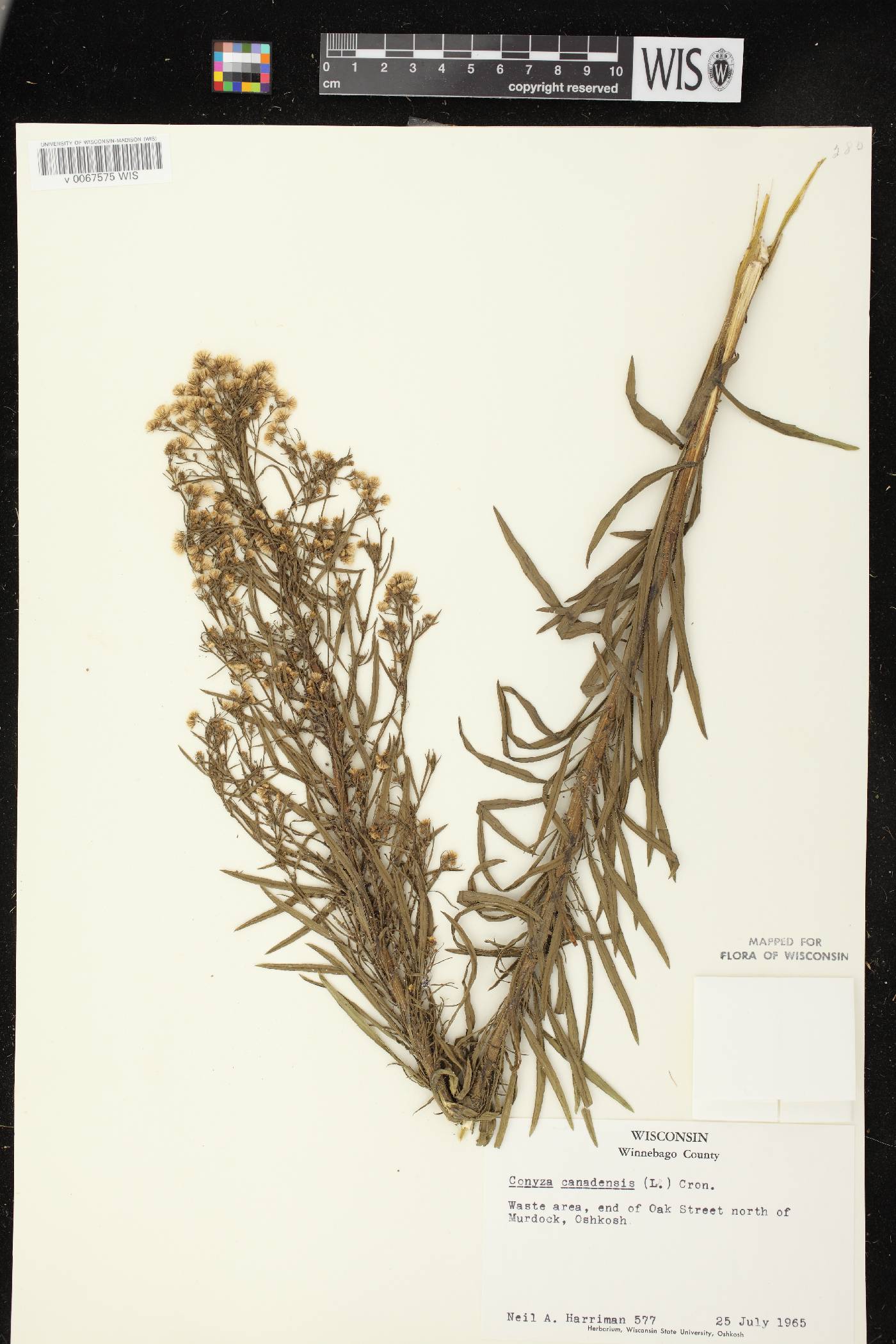 Conyza canadensis image