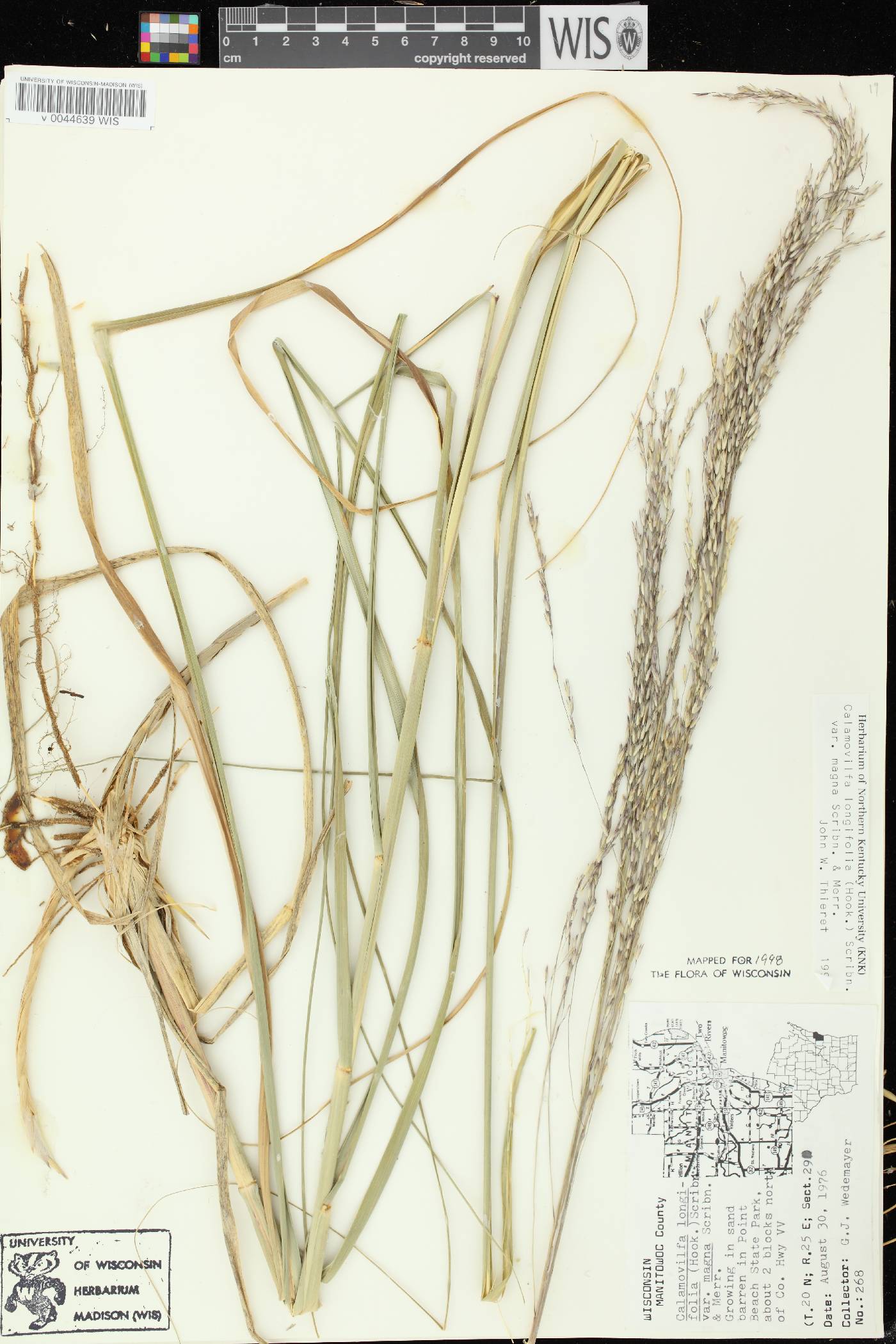 Calamovilfa longifolia image