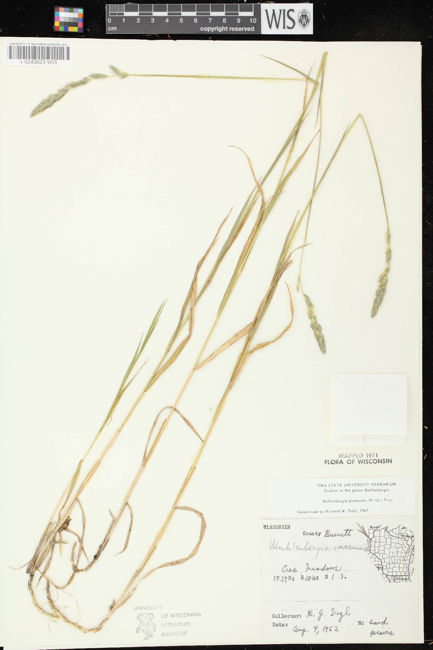 Muhlenbergia glomerata image