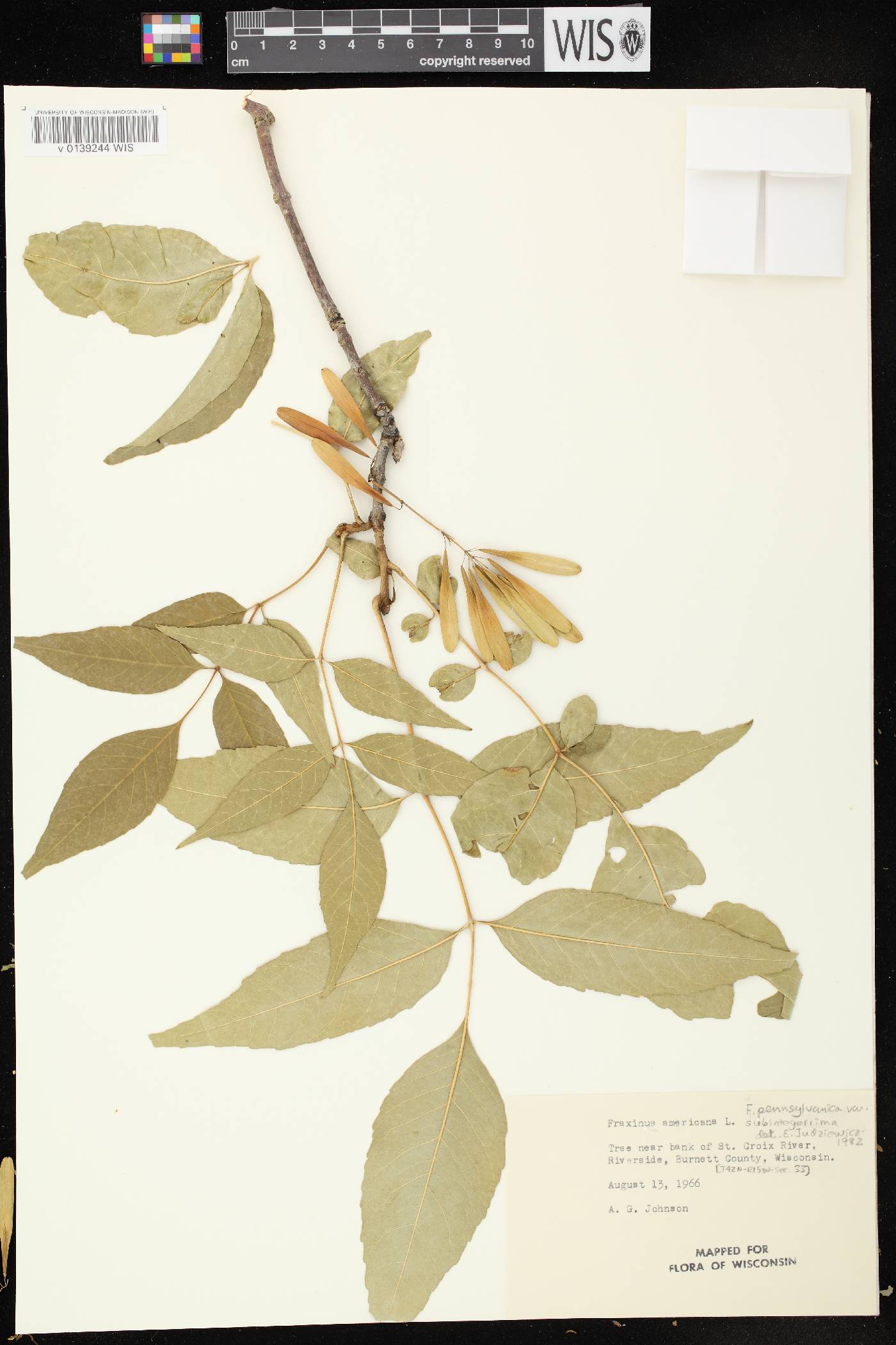 Fraxinus pennsylvanica image