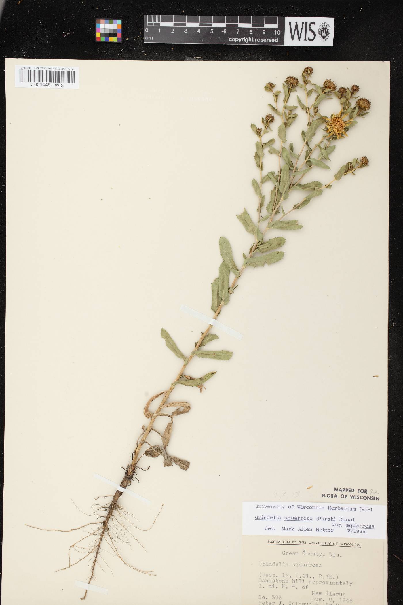 Grindelia squarrosa image