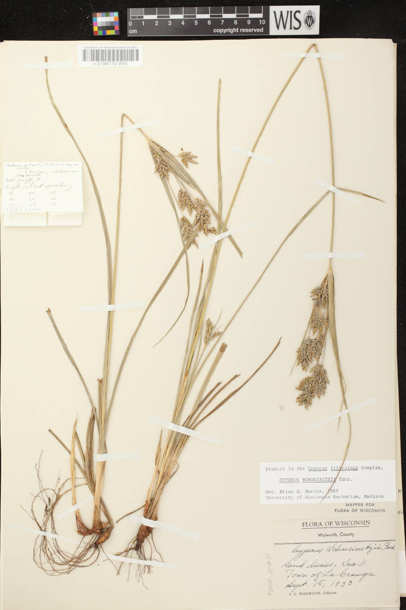 Cyperus schweinitzii image