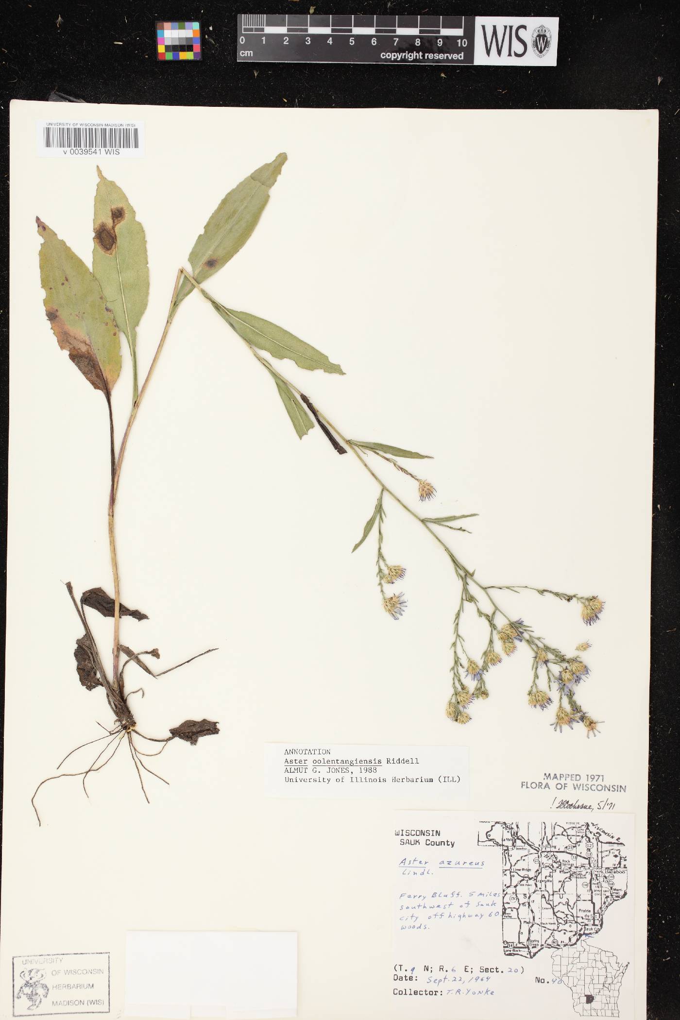 Symphyotrichum oolentangiense image