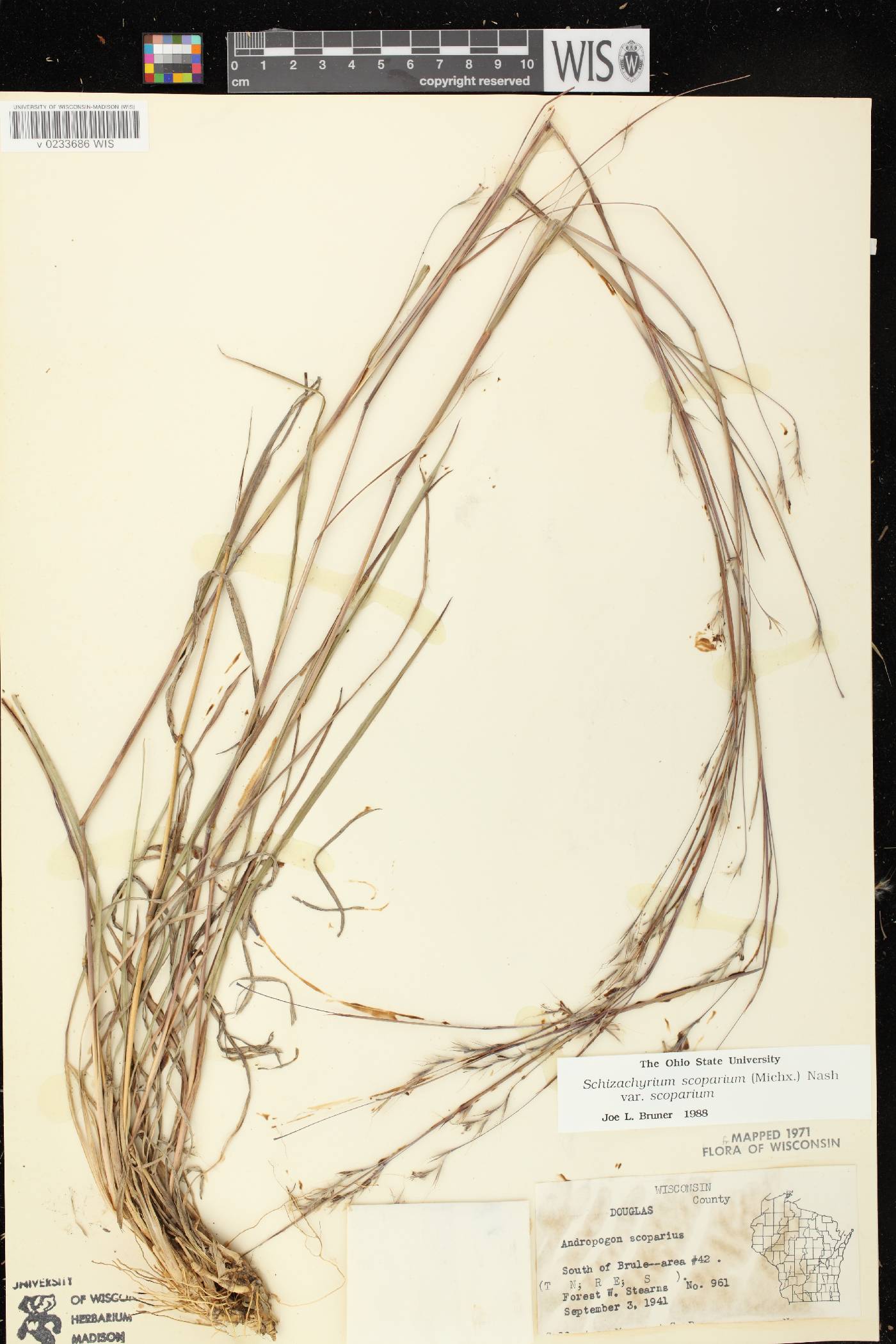 Schizachyrium scoparium var. scoparium image