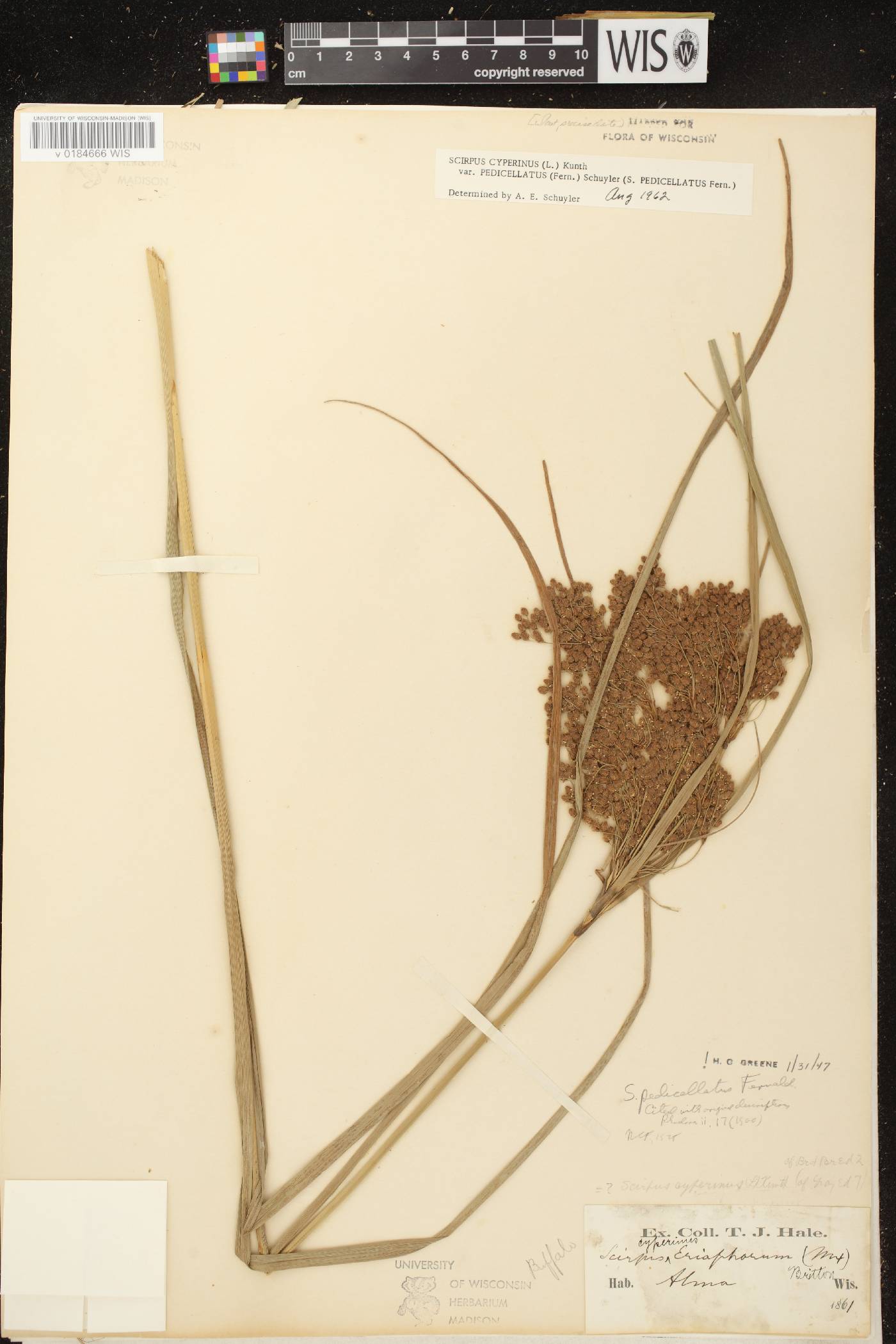 Scirpus pedicellatus image