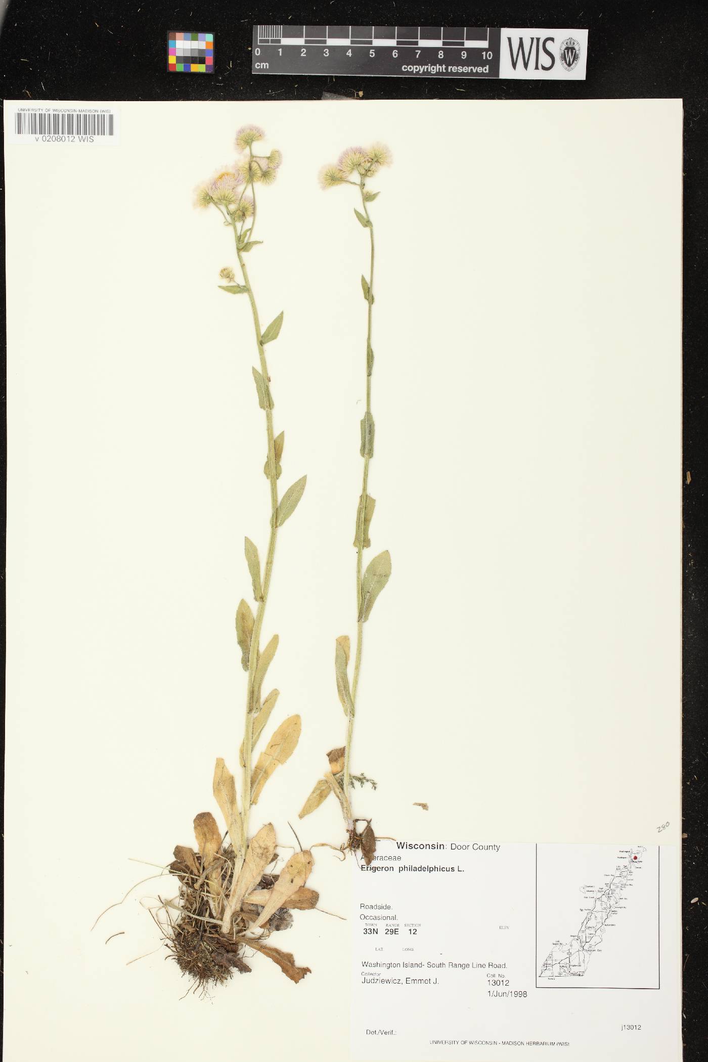 Erigeron philadelphicus var. philadelphicus image